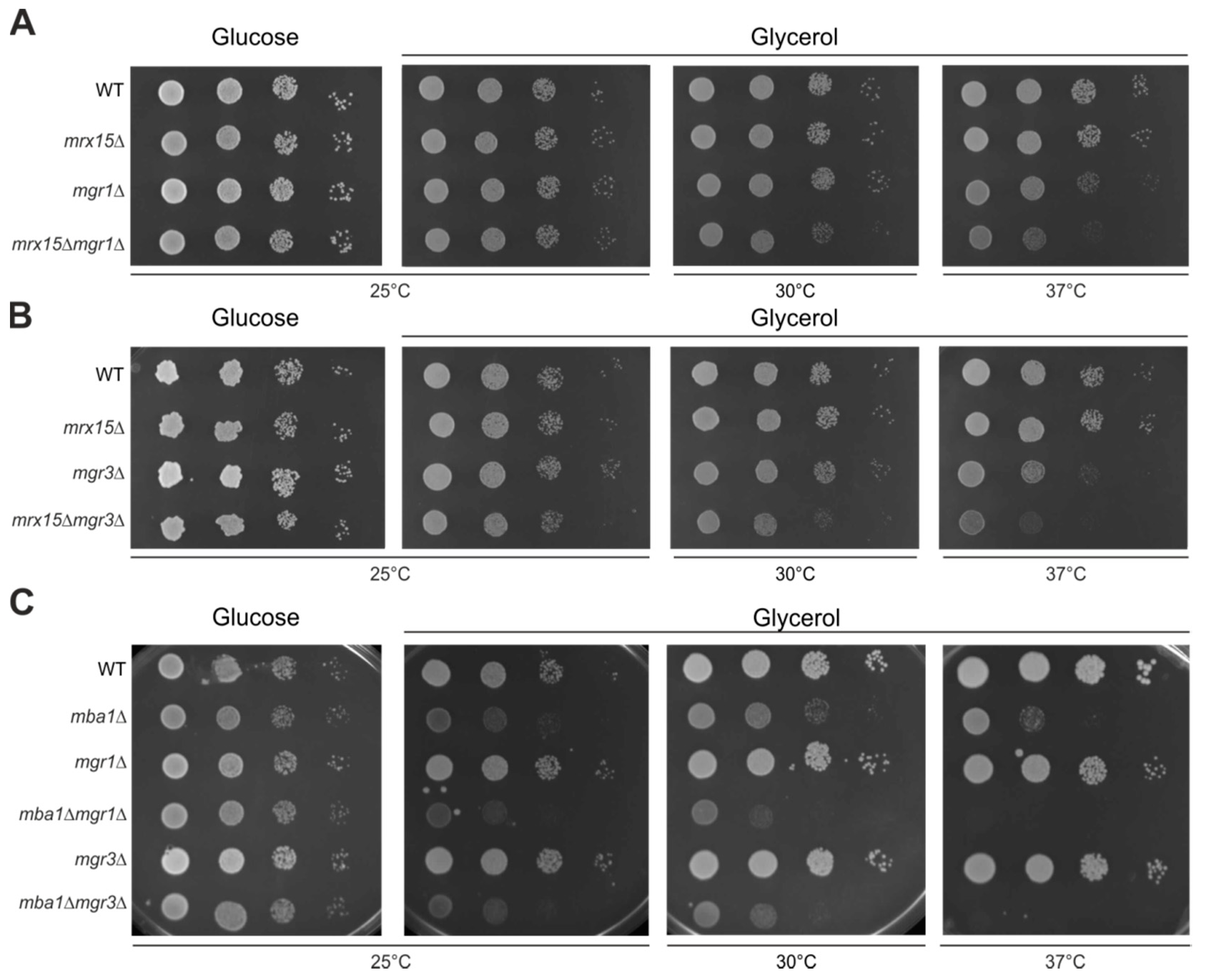 Cells 07 00172 g002 Cells 07 00172 g002