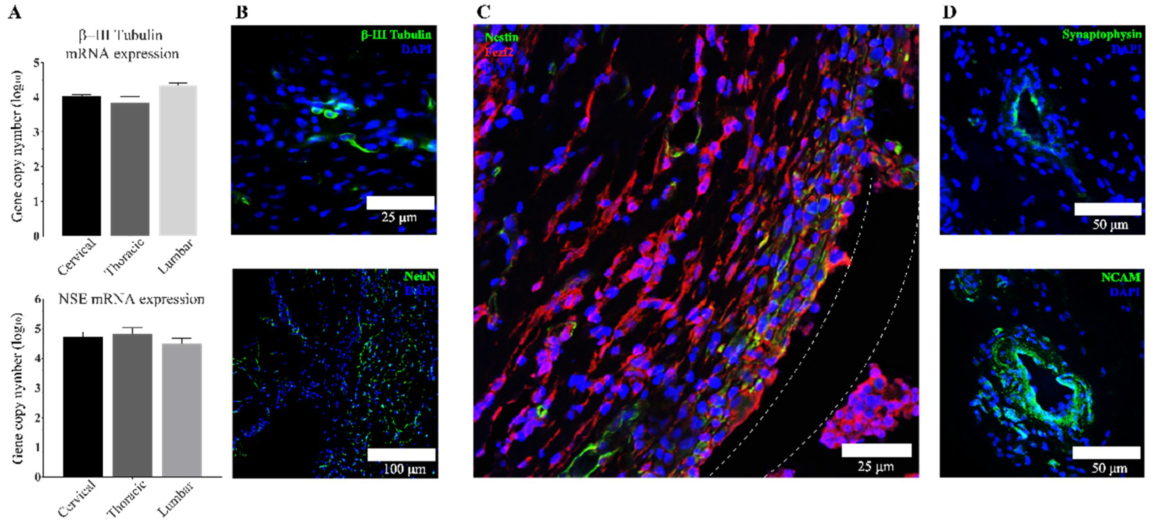 Cells 07 00173 g004