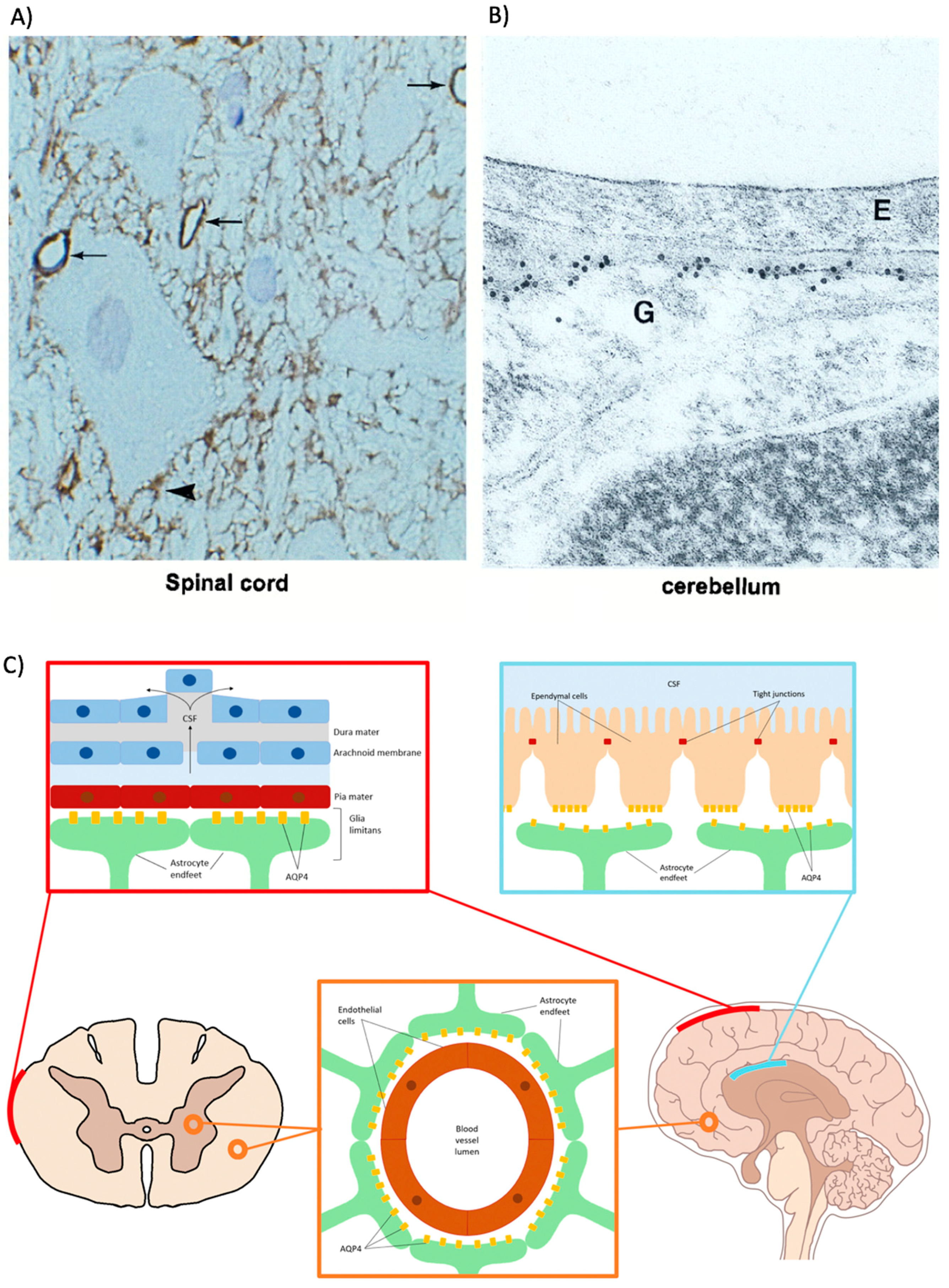Cells 07 00174 g002
