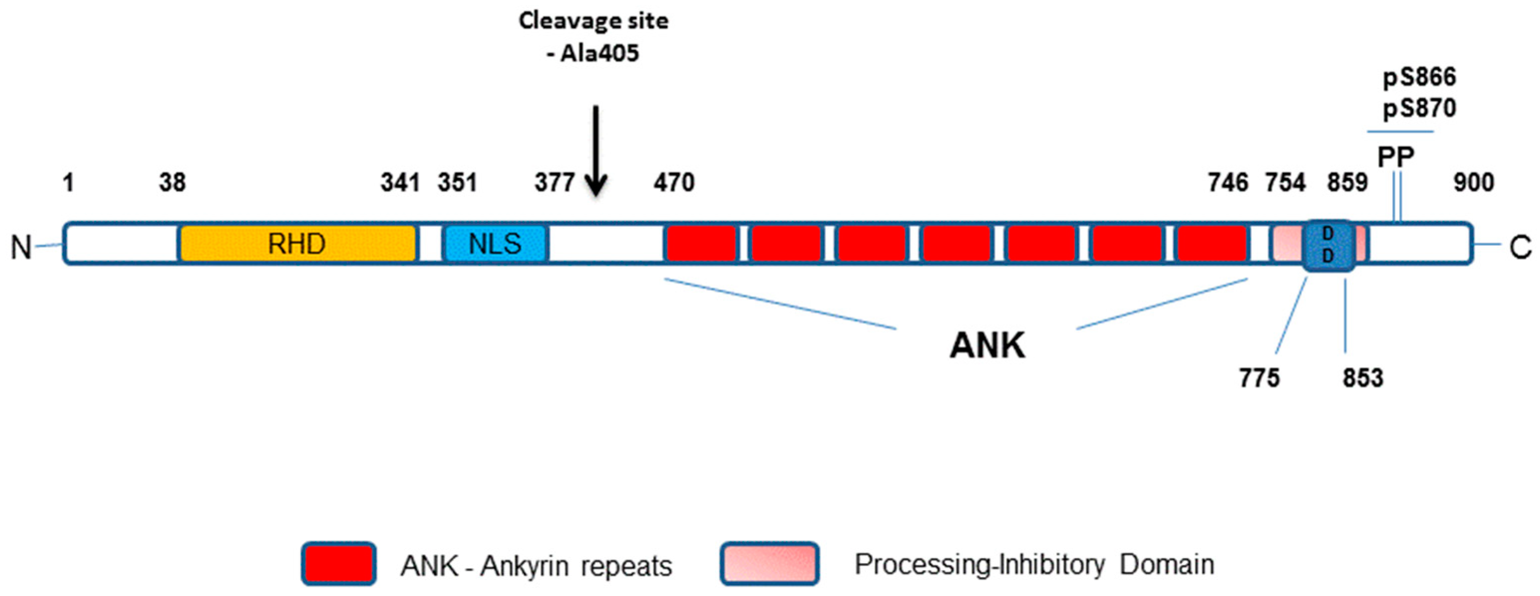 Cells 07 00176 g003