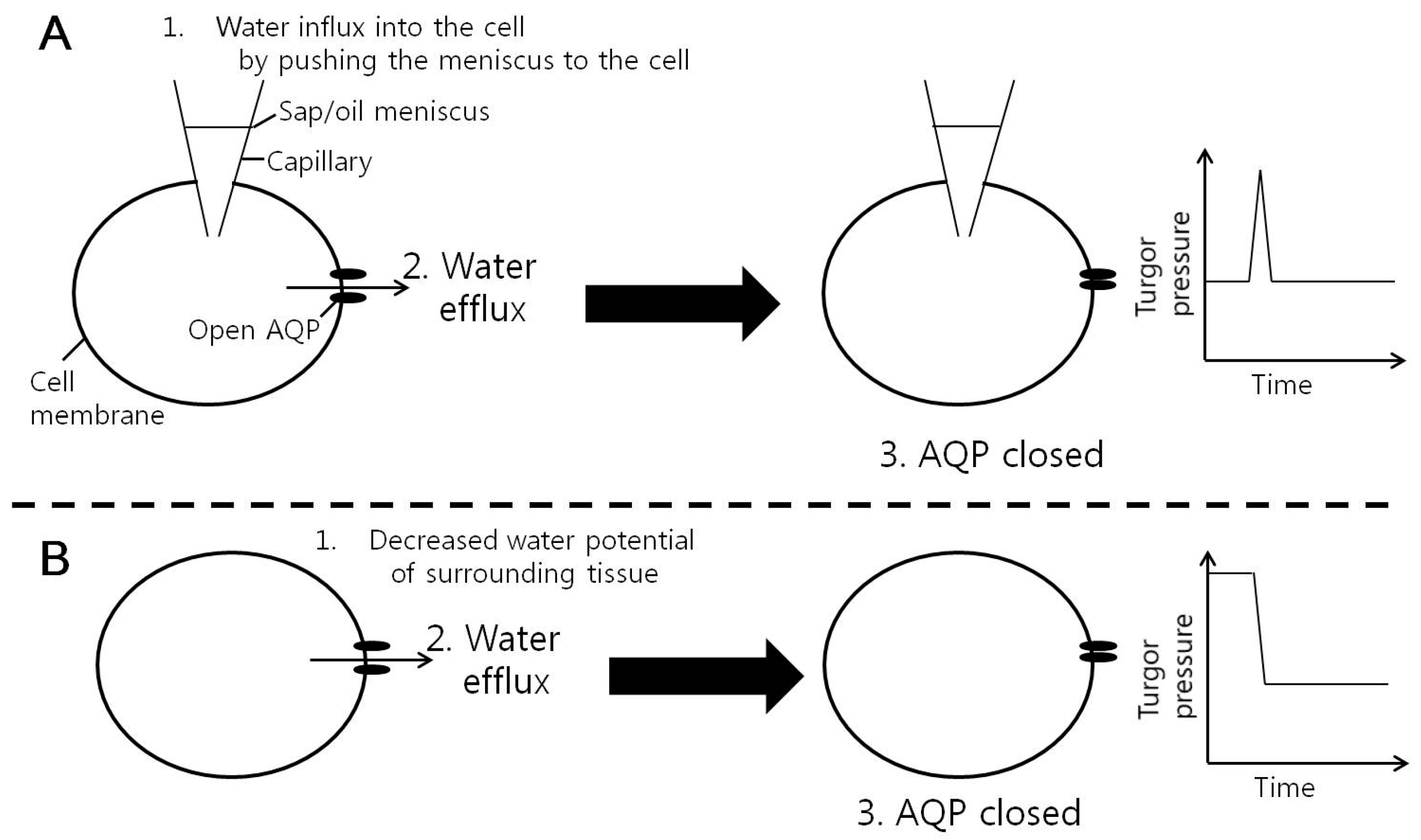 Cells 07 00180 g007