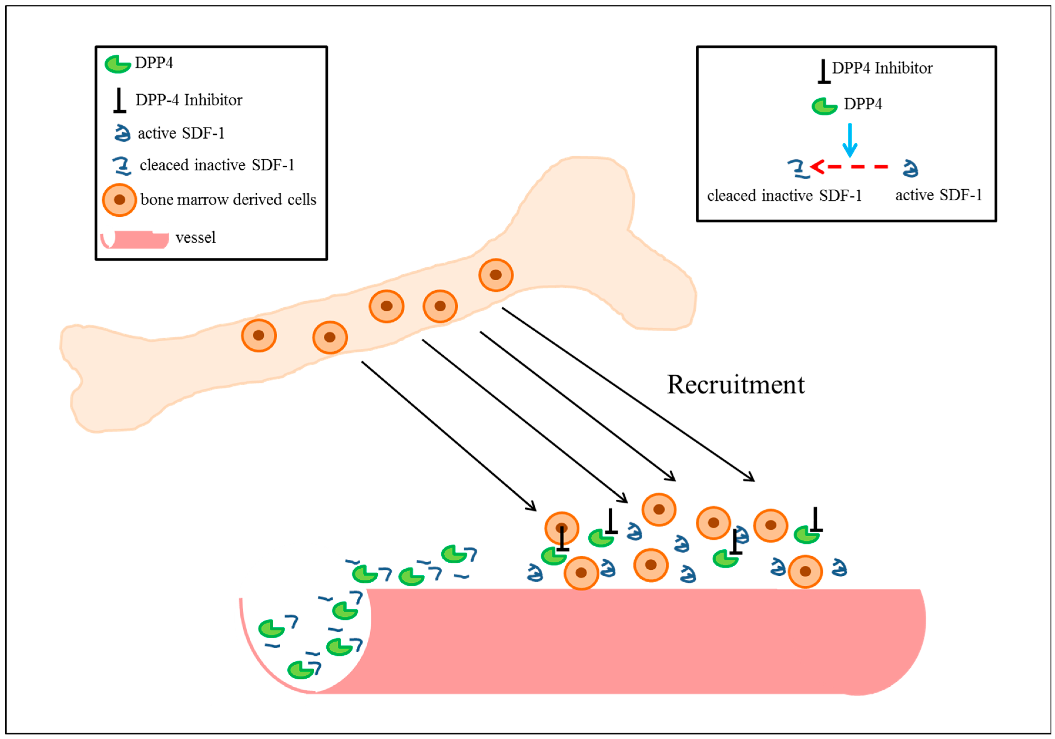 Cells 07 00181 g002