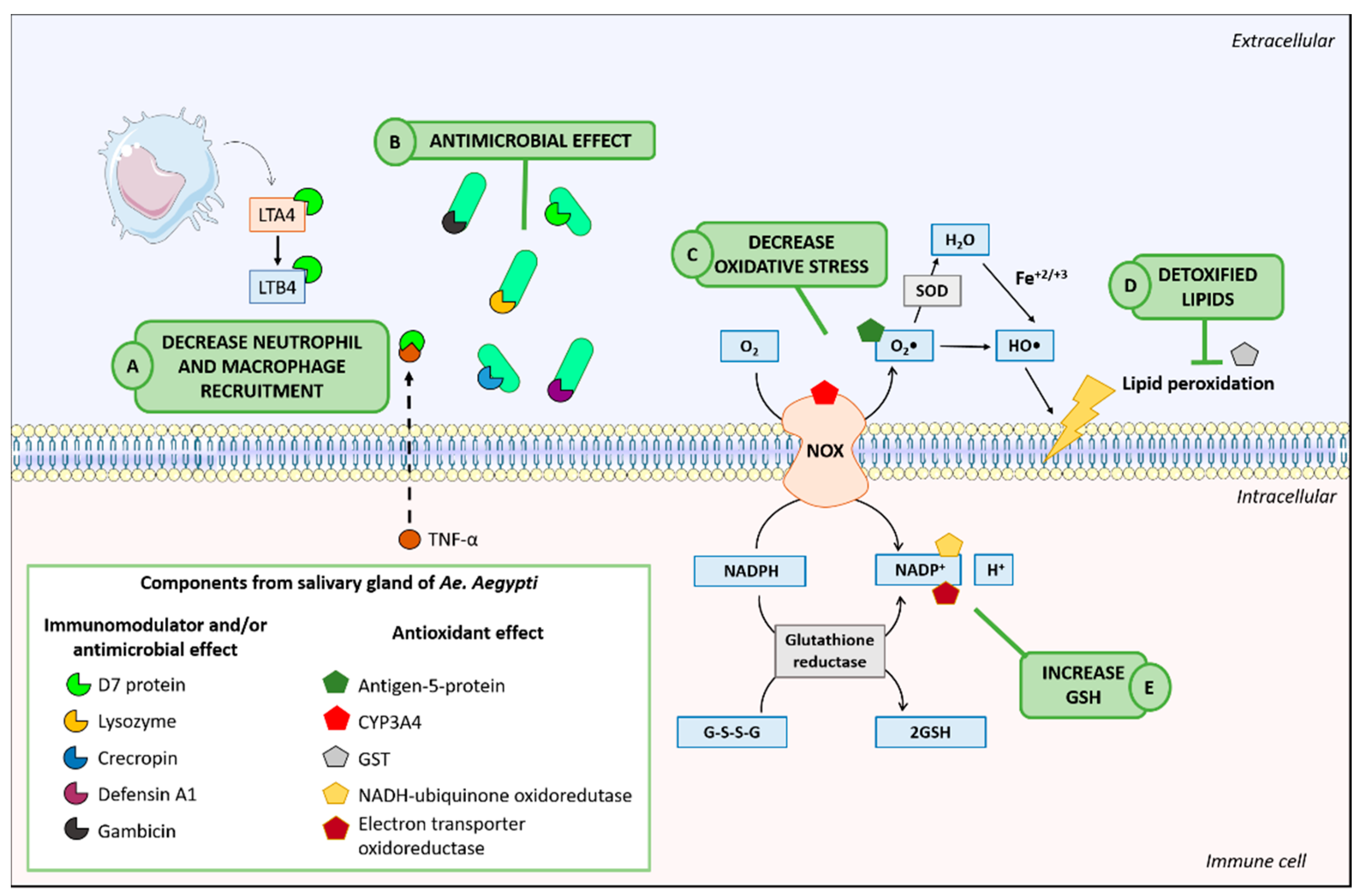 Cells Free Full Text Salivary Gland Extract From Aedes Aegypti Improves Survival In Murine Polymicrobial Sepsis Through Oxidative Mechanisms Html