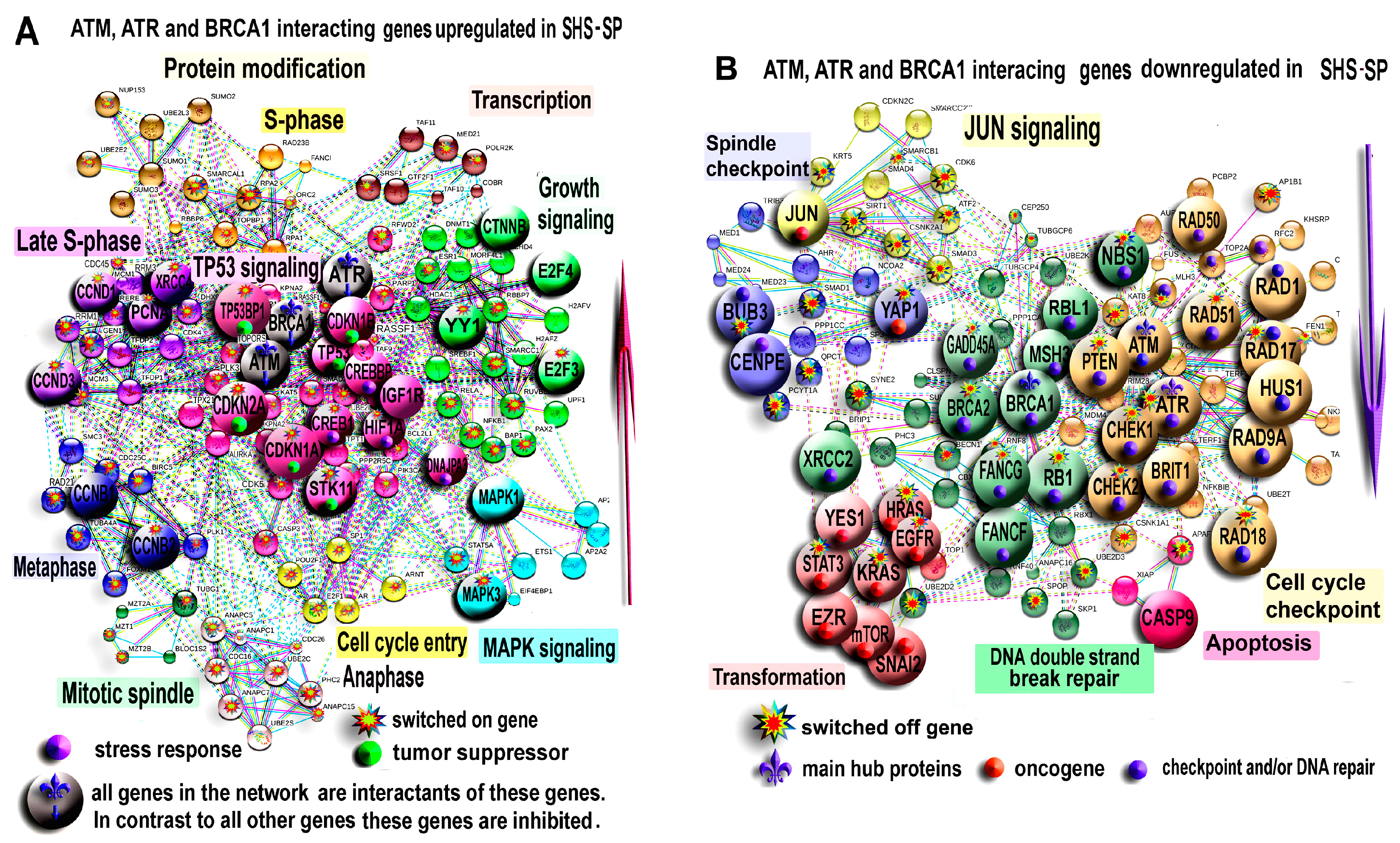 Cells 07 00184 g006 Cells 07 00184 g006