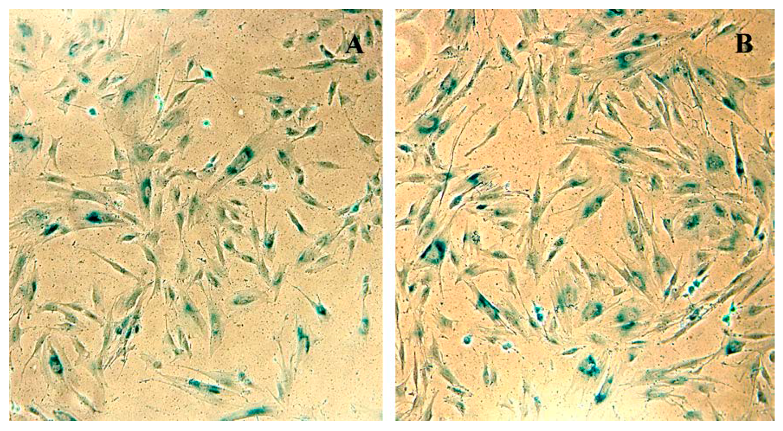Cells 07 00184 g010 Cells 07 00184 g010