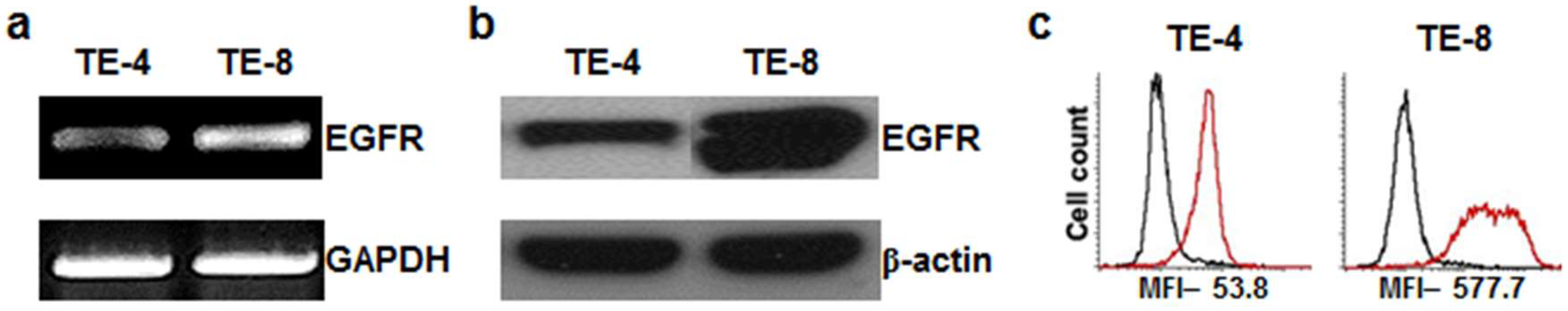 Cells 07 00187 g001