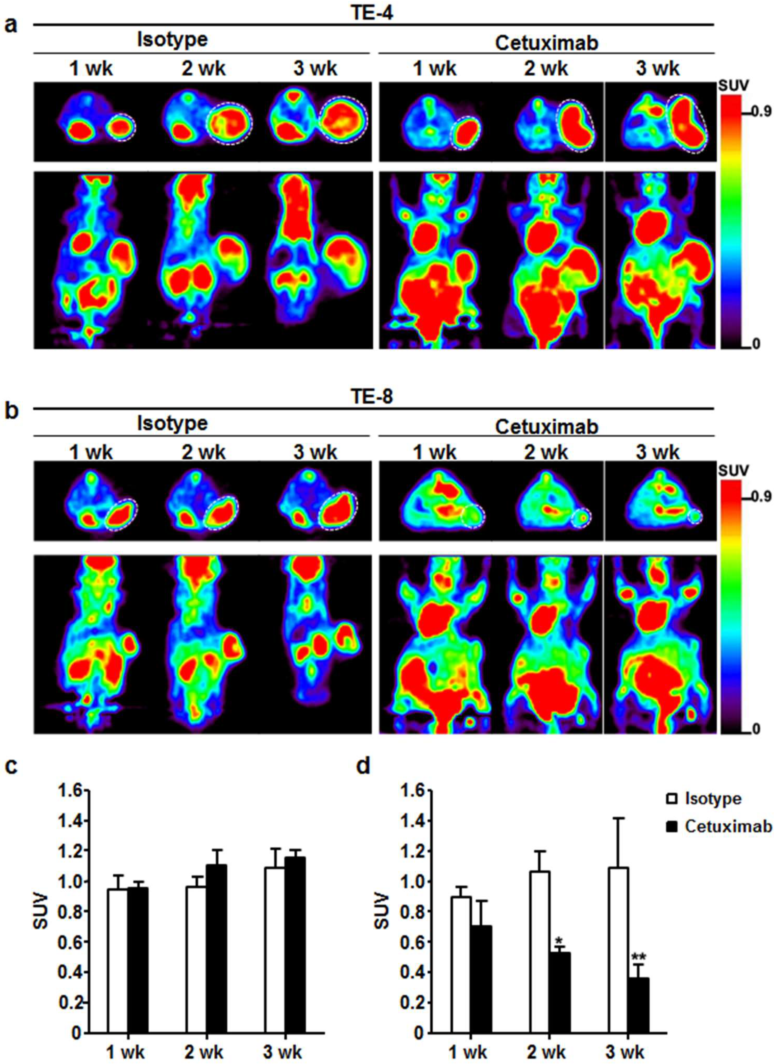 Cells 07 00187 g006