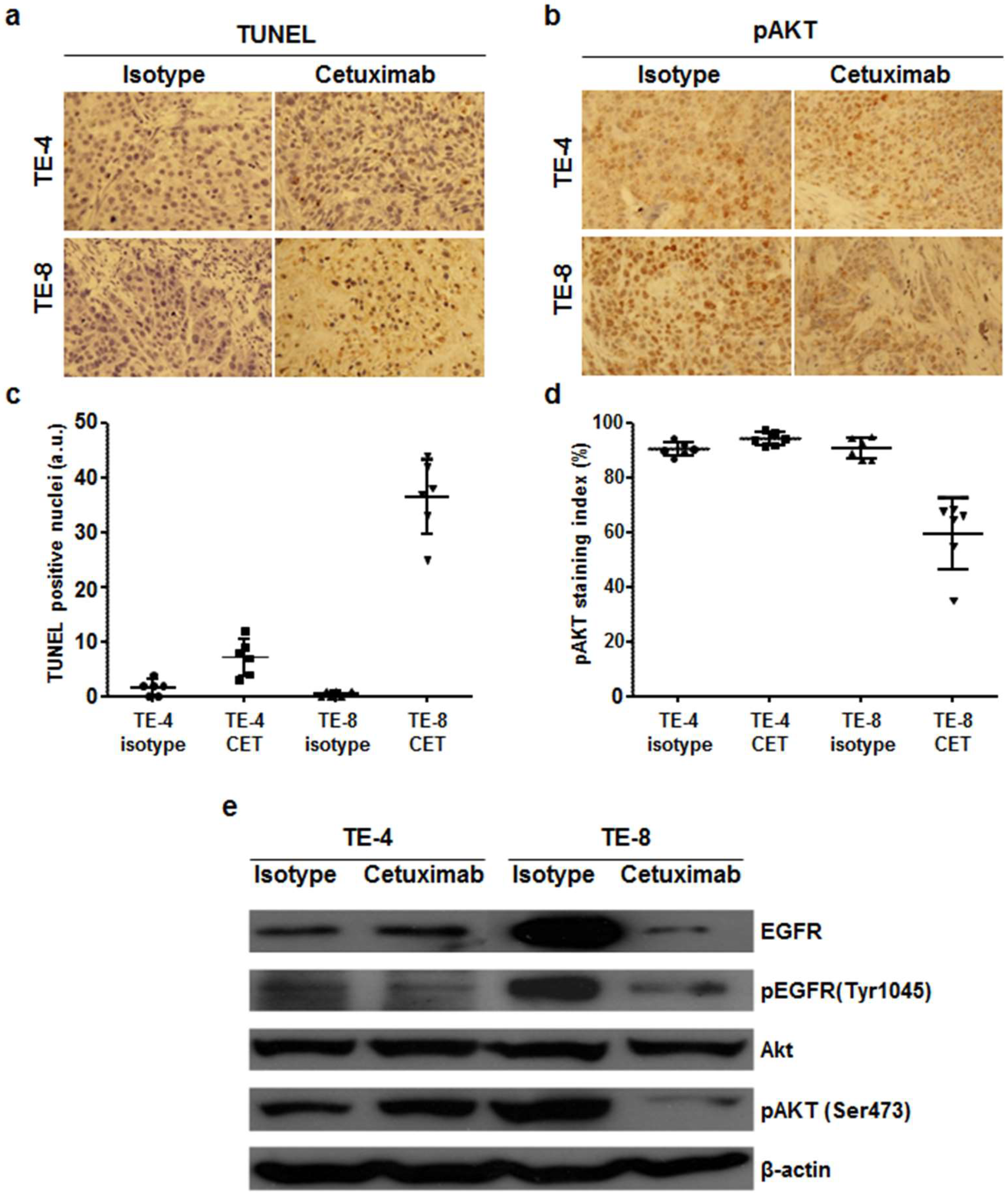 Cells 07 00187 g007