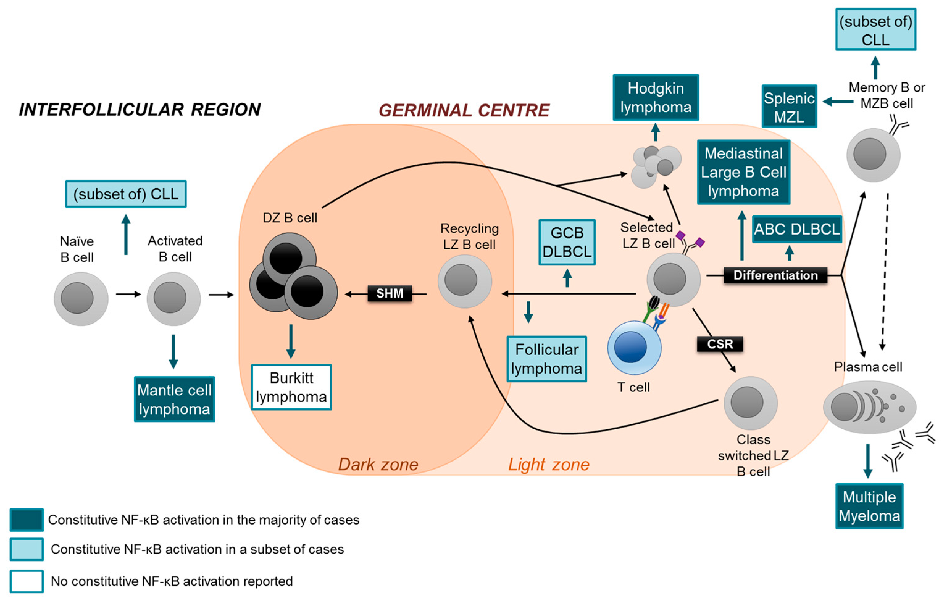 Cells Free Full Text Aberrant Activation Of Nf Kb Signalling In Aggressive Lymphoid Malignancies Html