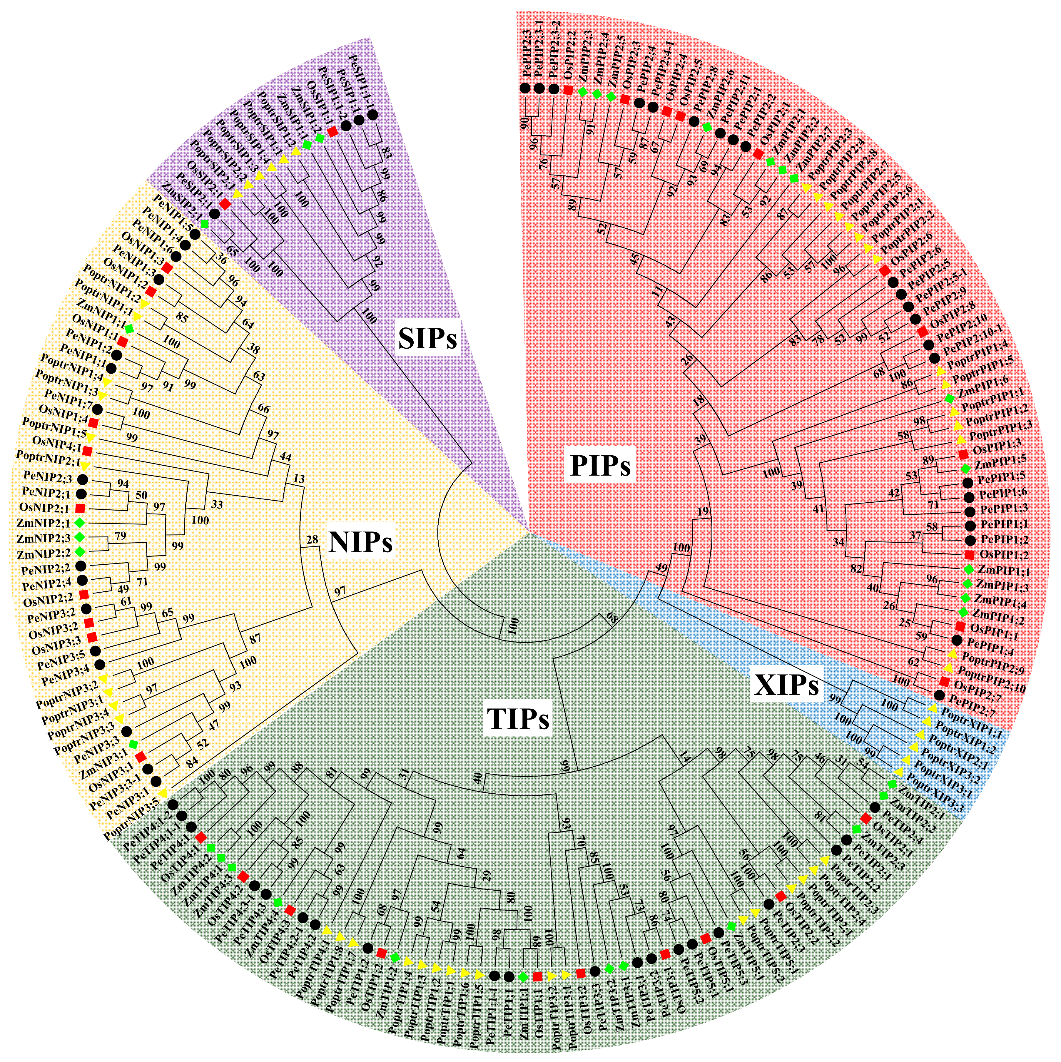 Cells 07 00195 g002 Cells 07 00195 g002