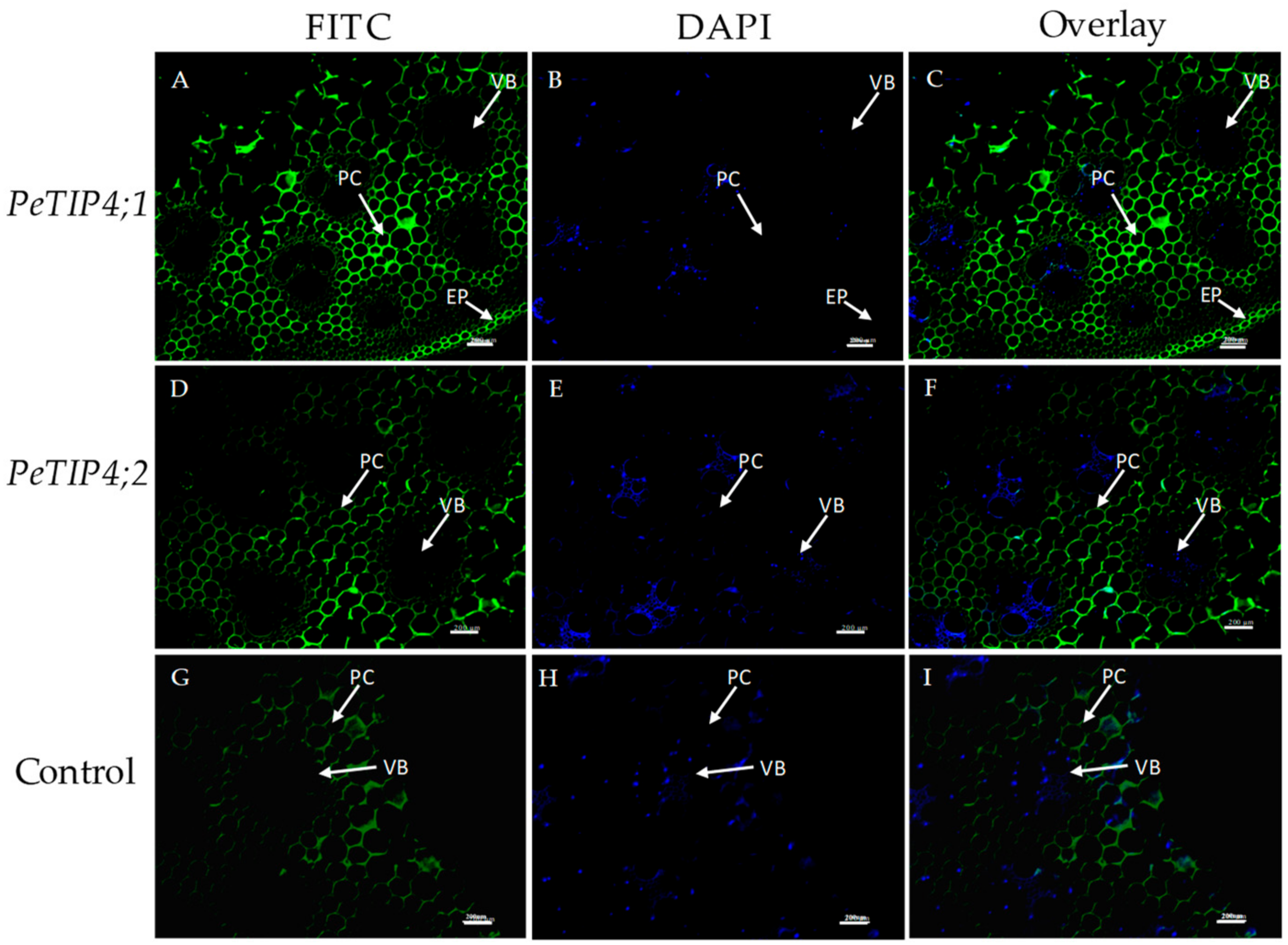 Cells 07 00195 g008 Cells 07 00195 g008