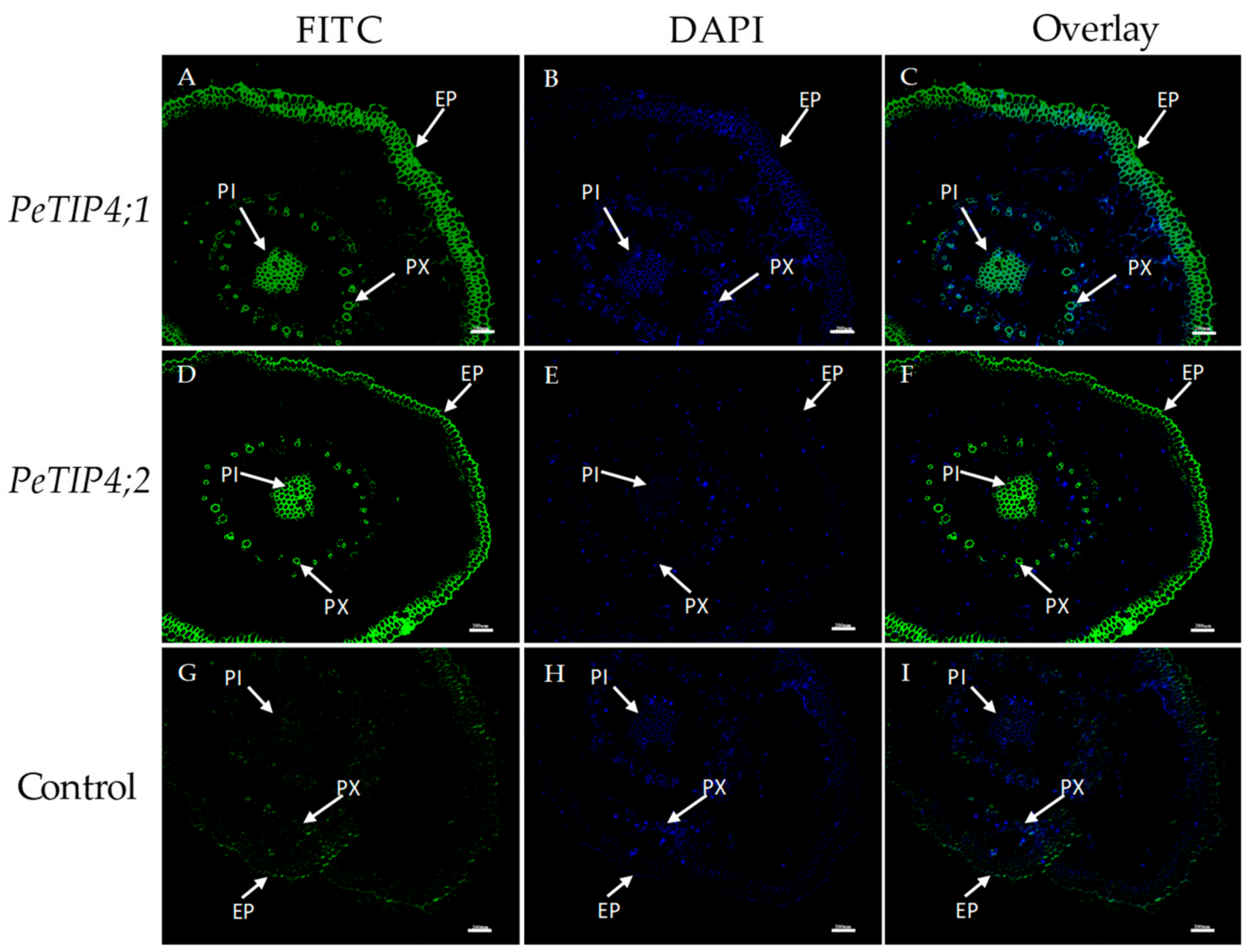 Cells 07 00195 g009 Cells 07 00195 g009