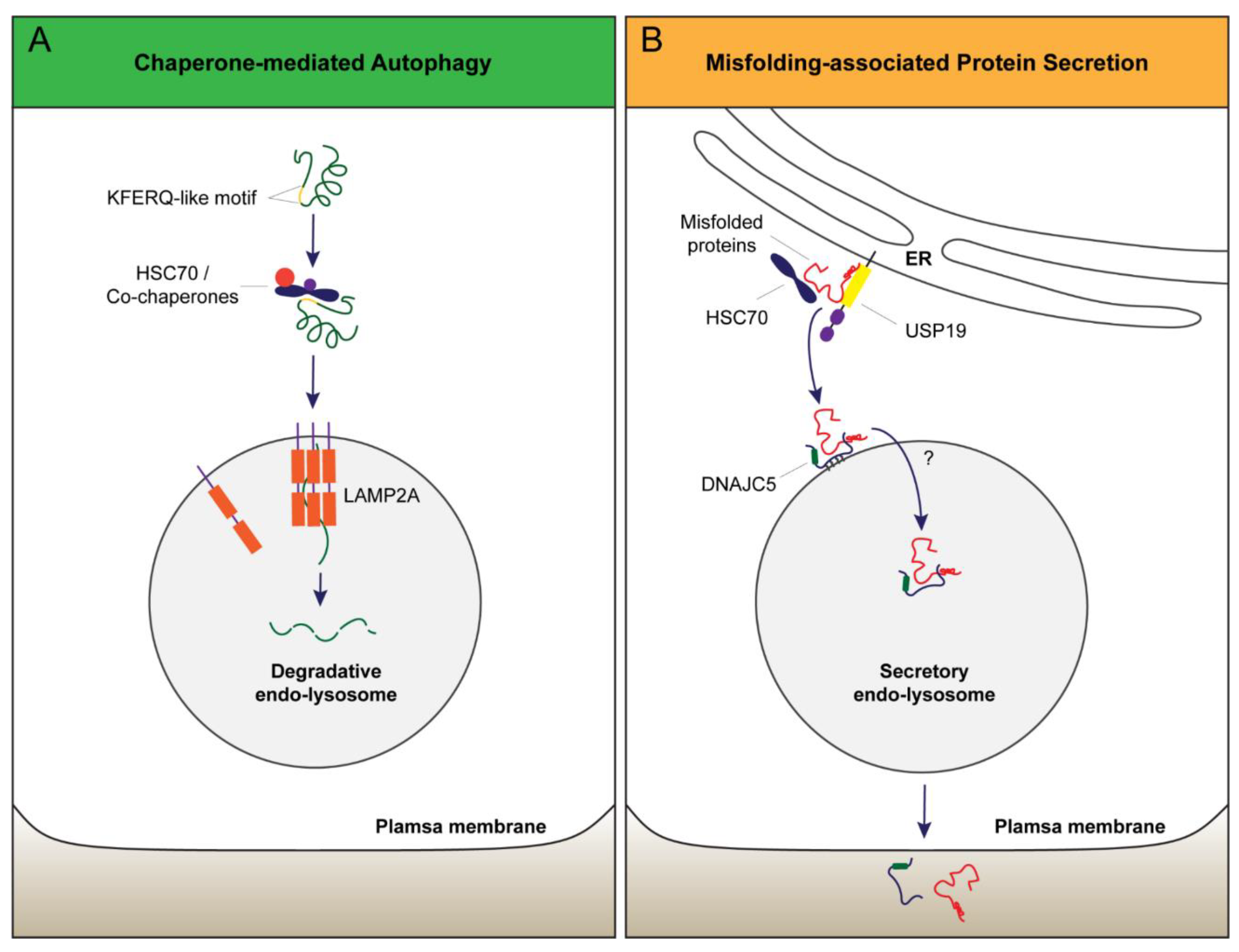 Cells 07 00198 g002 Cells 07 00198 g002