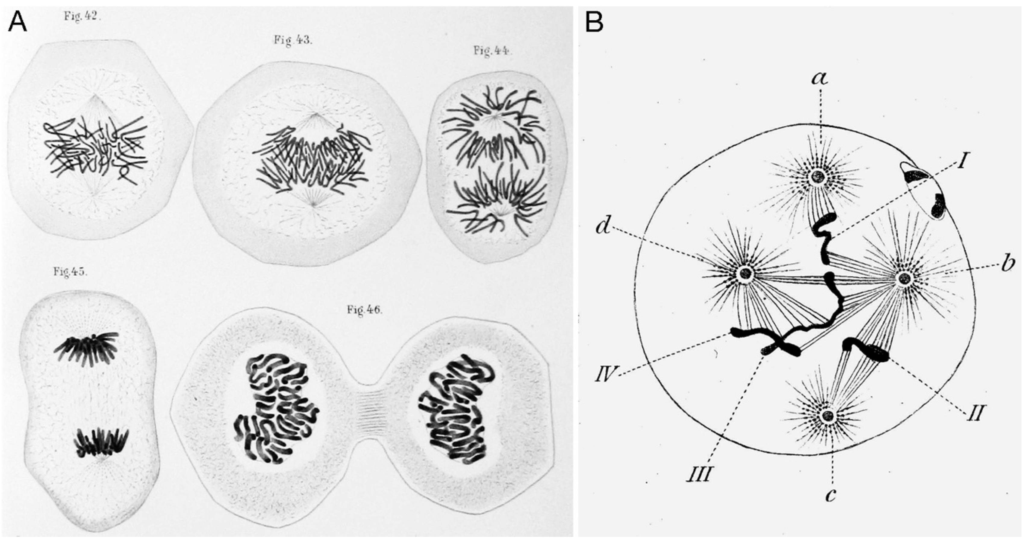 Cells 07 00202 g002 Cells 07 00202 g002
