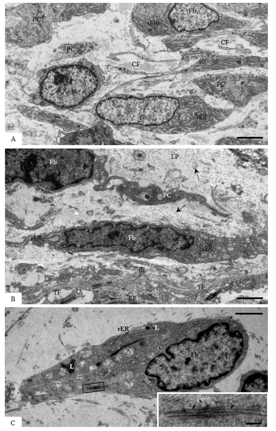 Cells 07 00206 g004