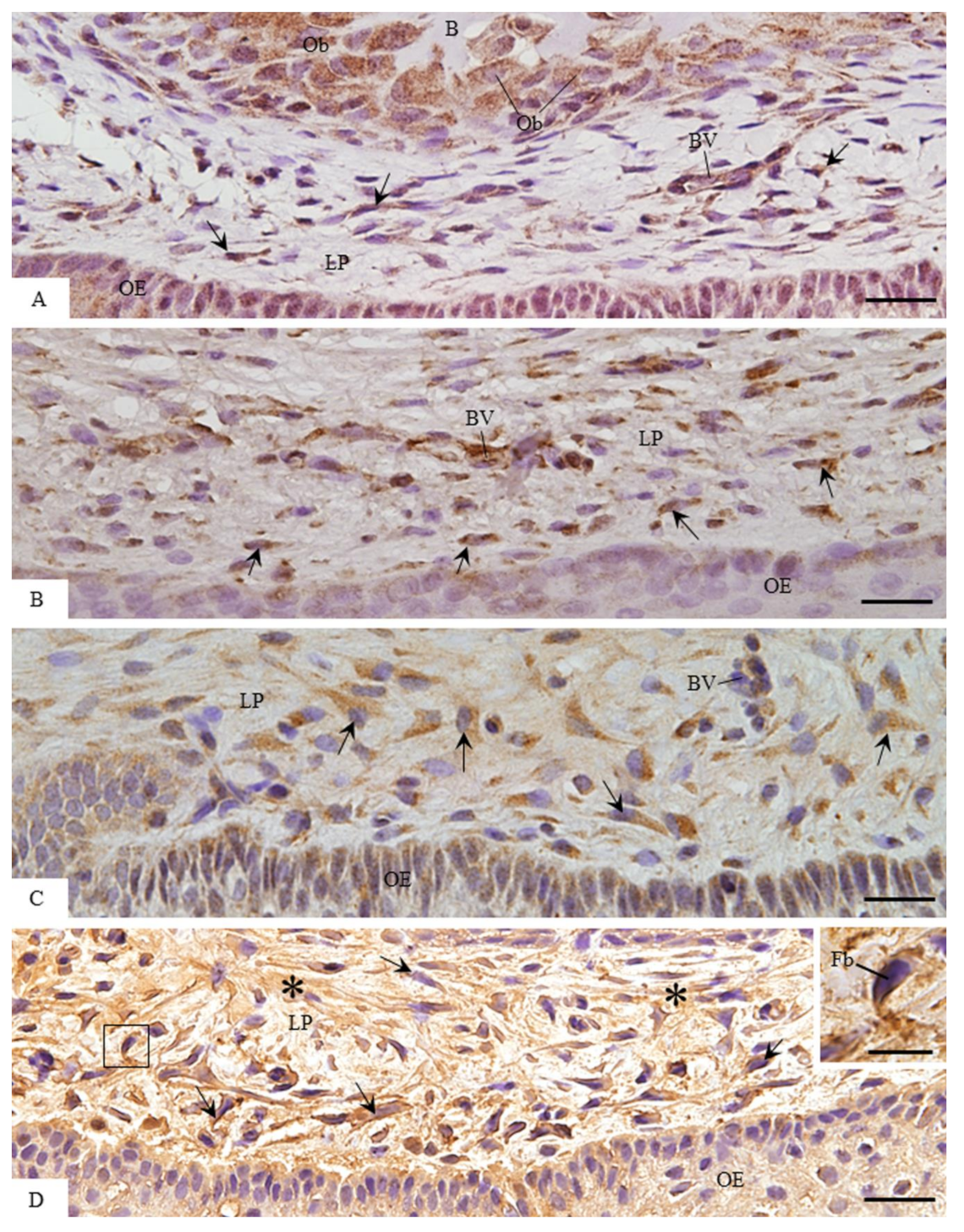 Cells 07 00206 g005