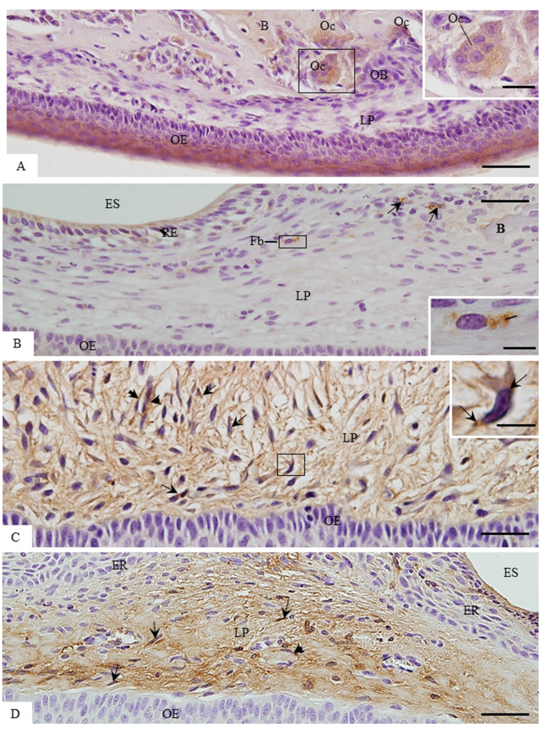Cells 07 00206 g007