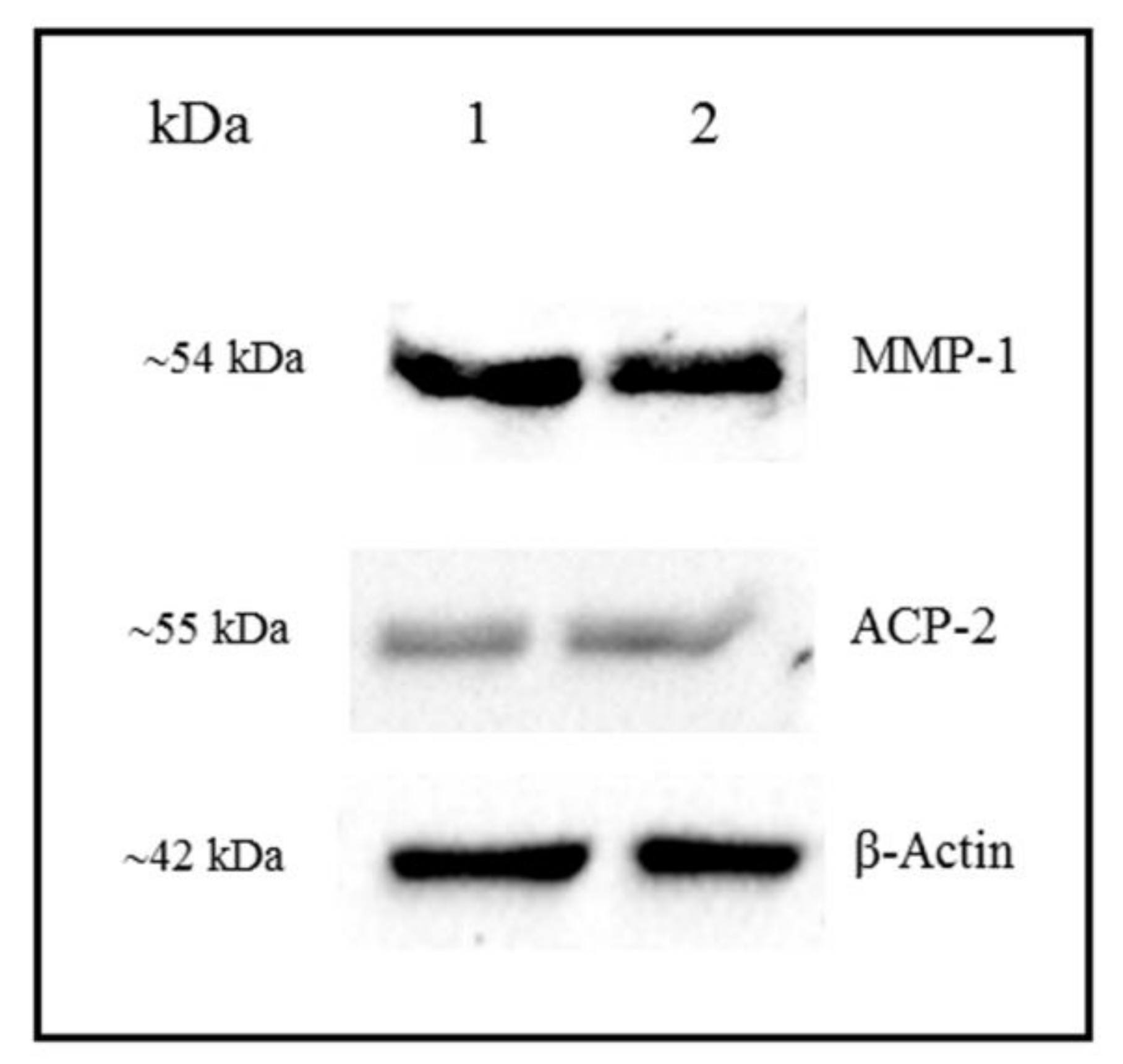 Cells 07 00206 g008