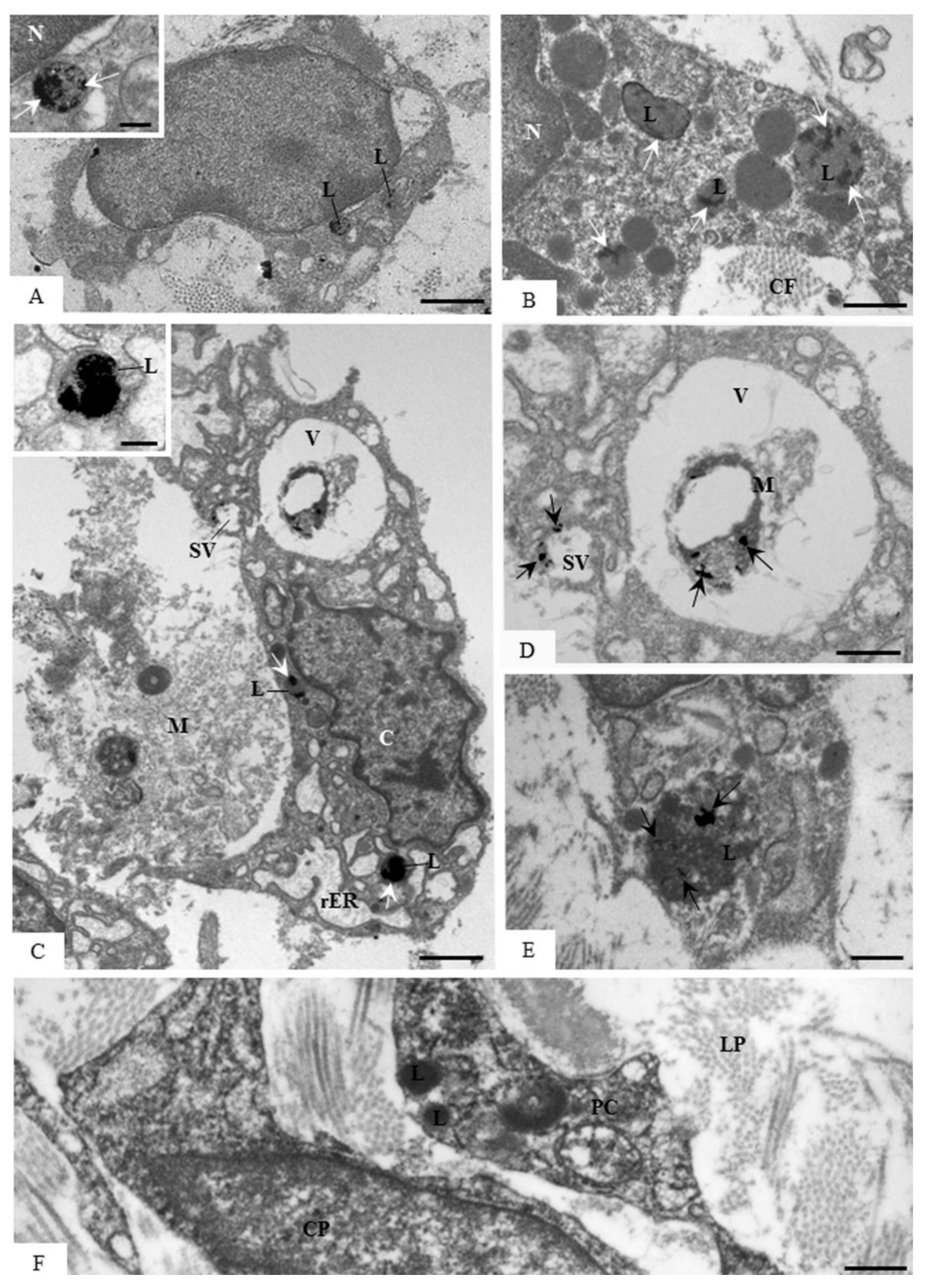 Cells 07 00206 g009