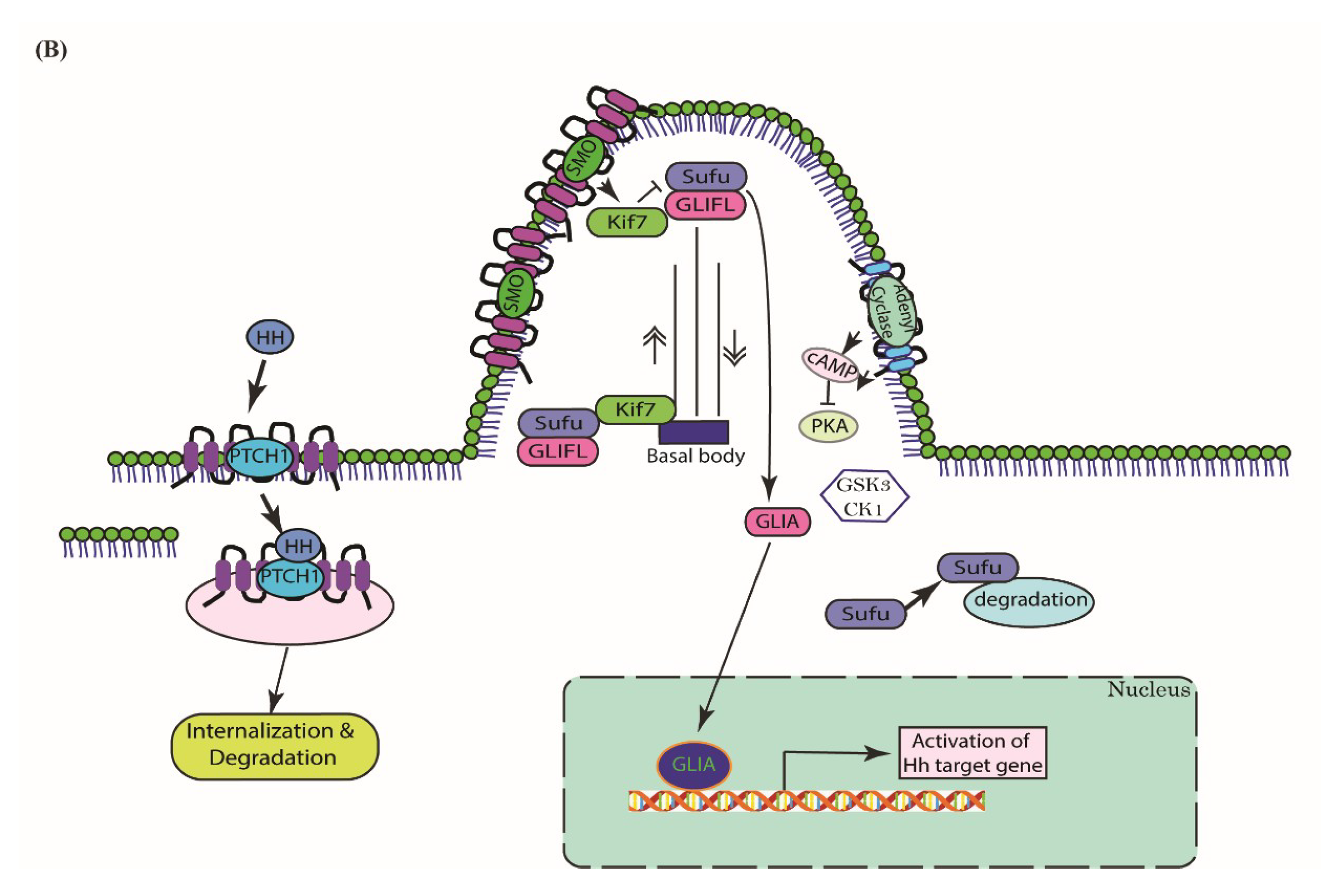 Cells 07 00208 g001b