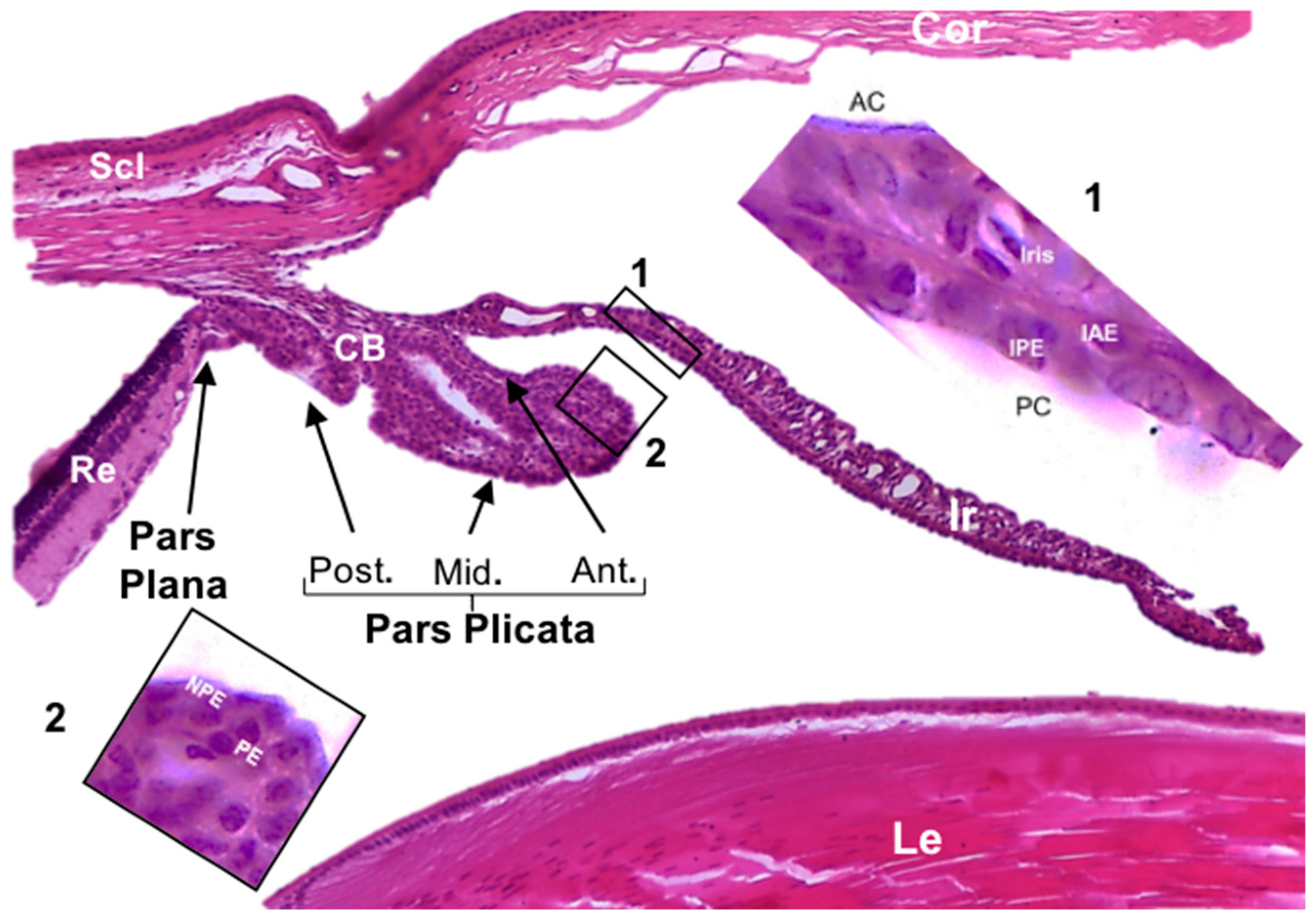 Cells 07 00210 g001 Cells 07 00210 g001