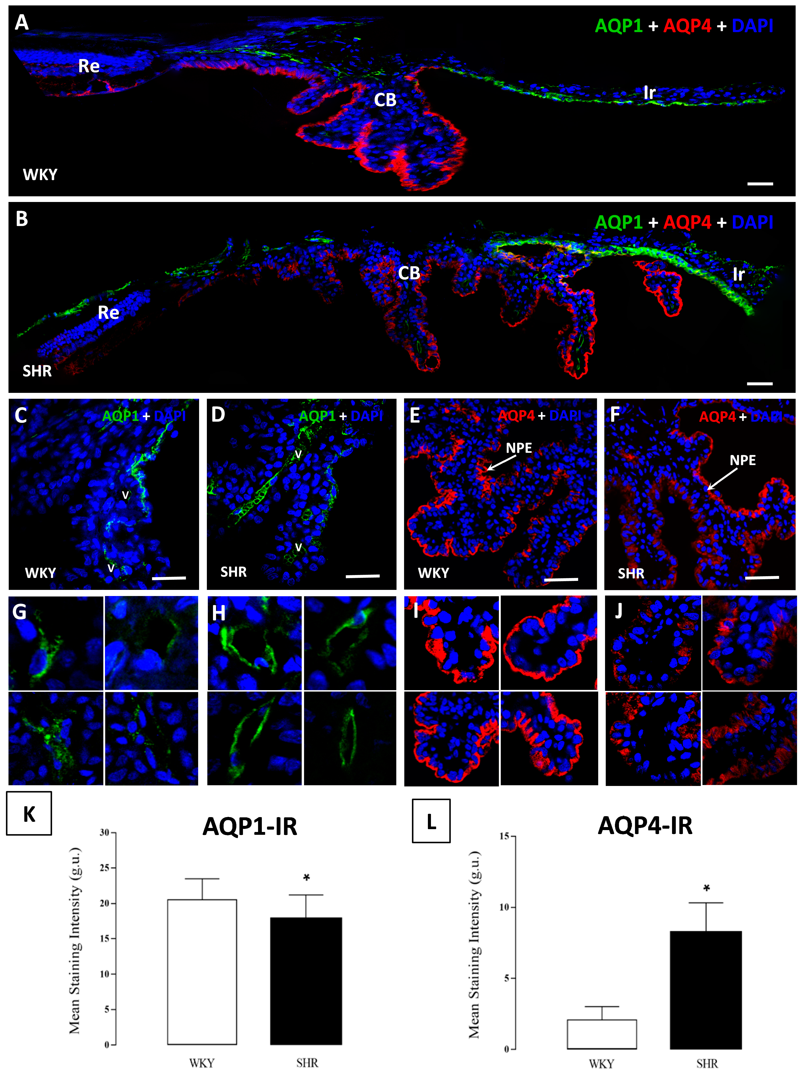 Cells 07 00210 g002 Cells 07 00210 g002