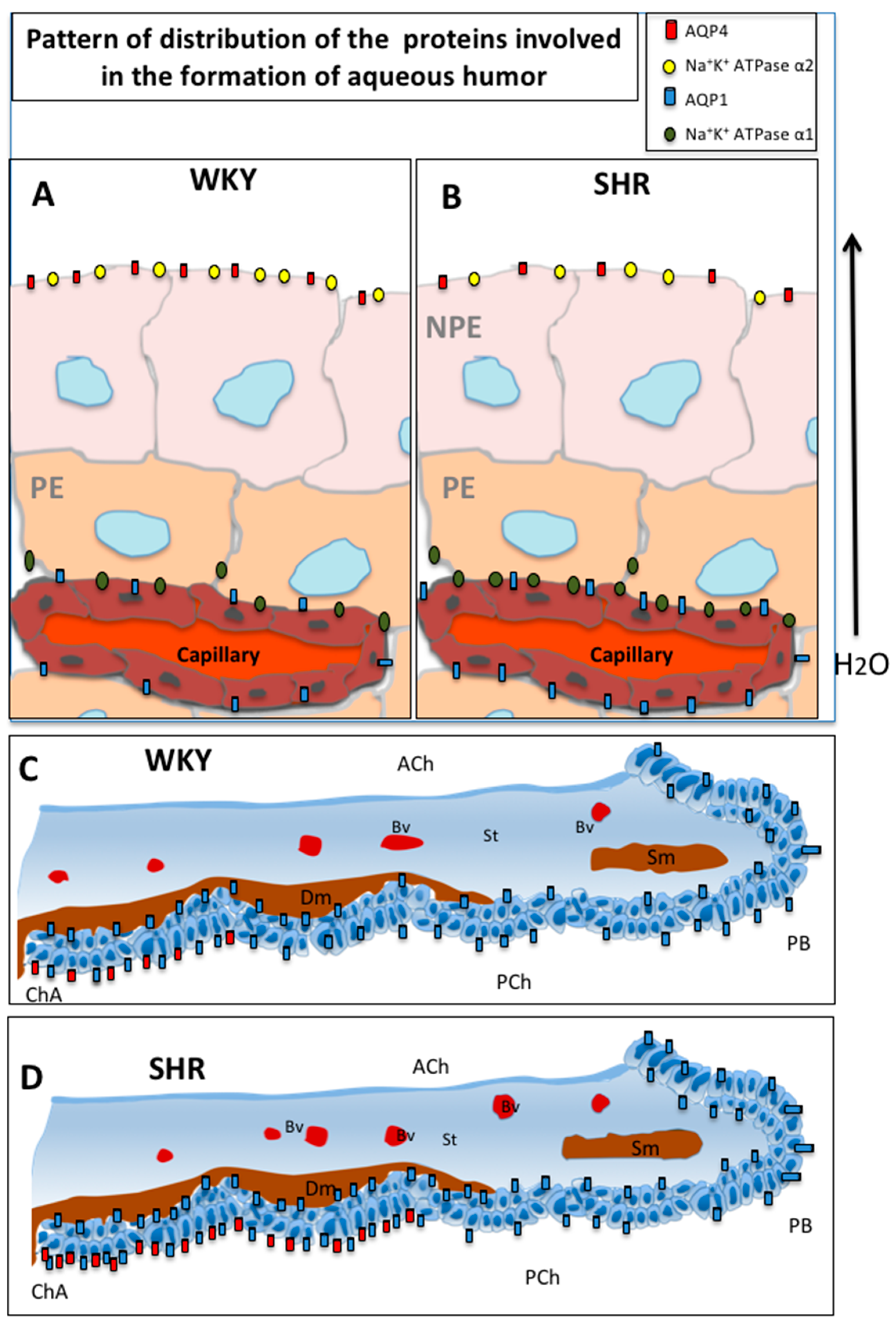 Cells 07 00210 g003 Cells 07 00210 g003
