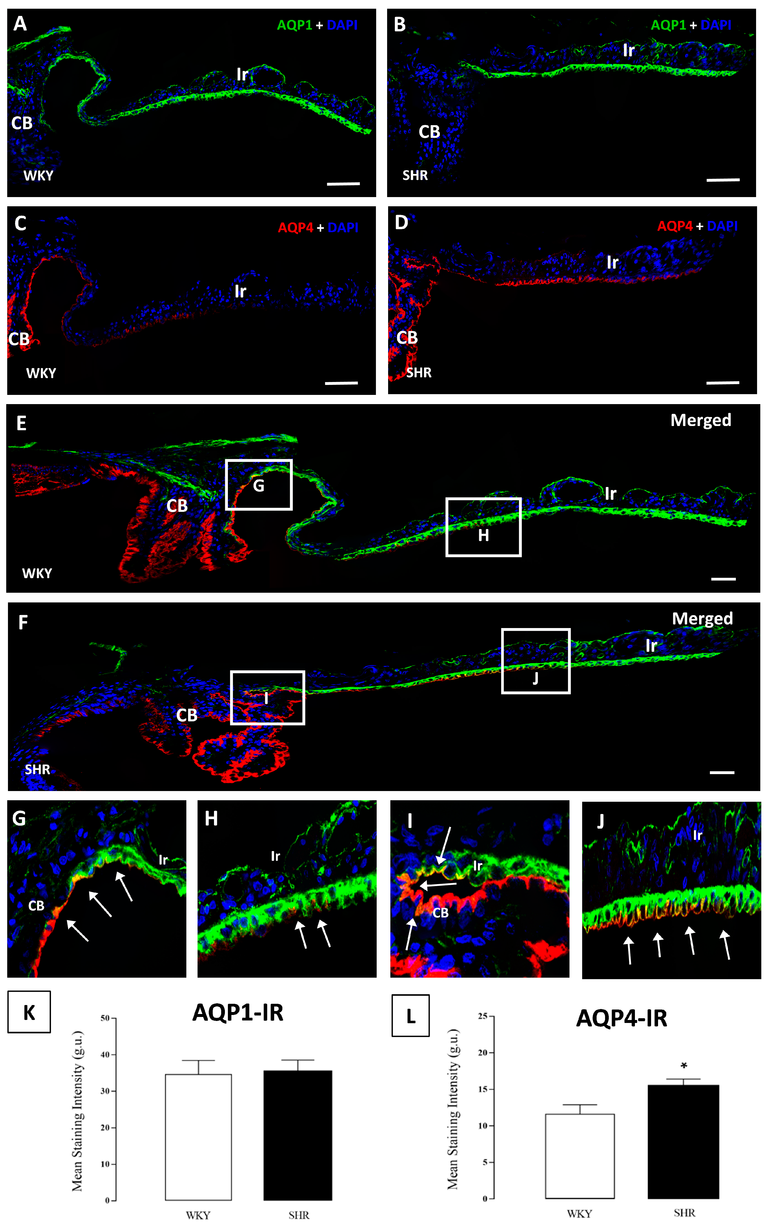 Cells 07 00210 g004 Cells 07 00210 g004