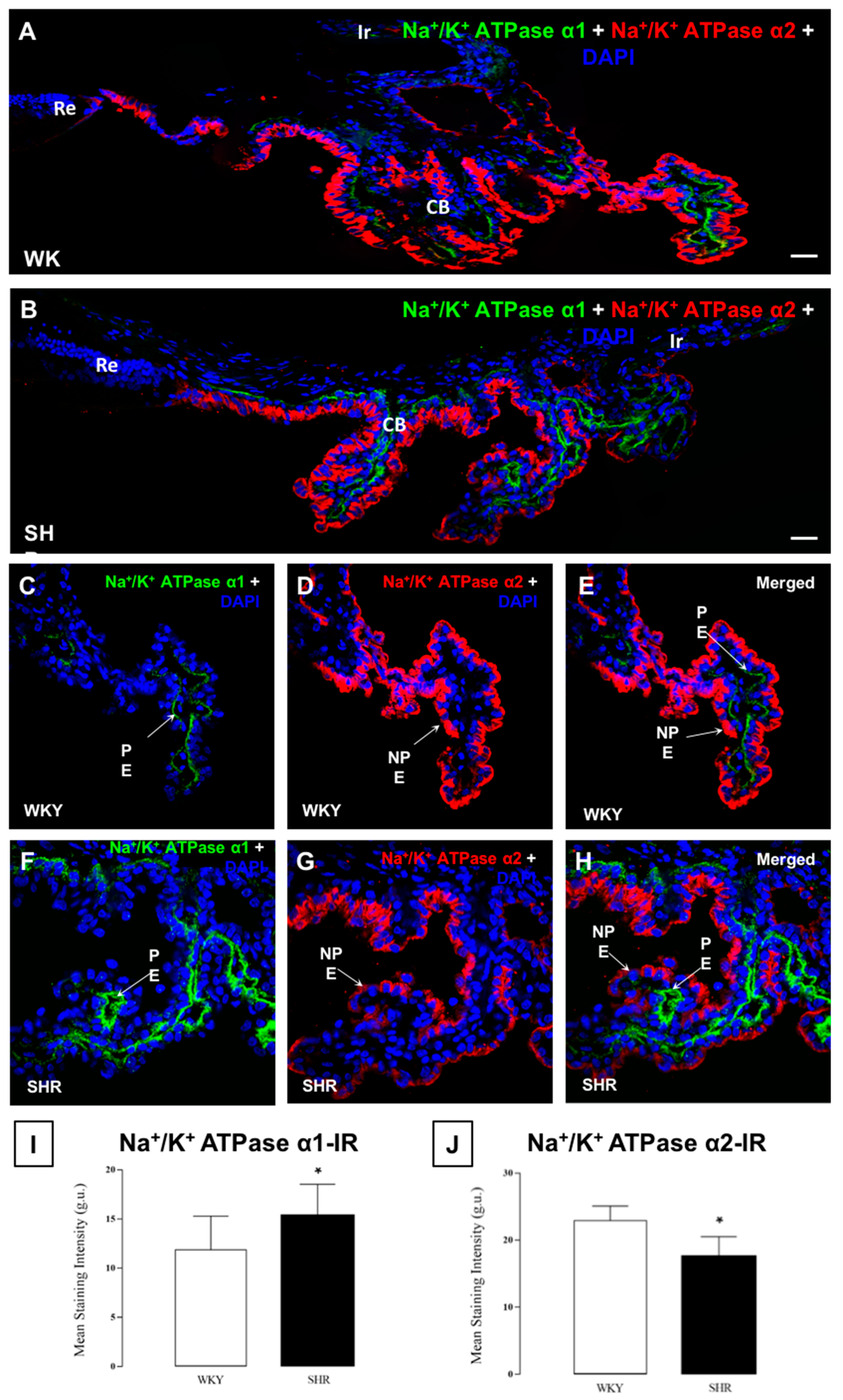 Cells 07 00210 g005 Cells 07 00210 g005