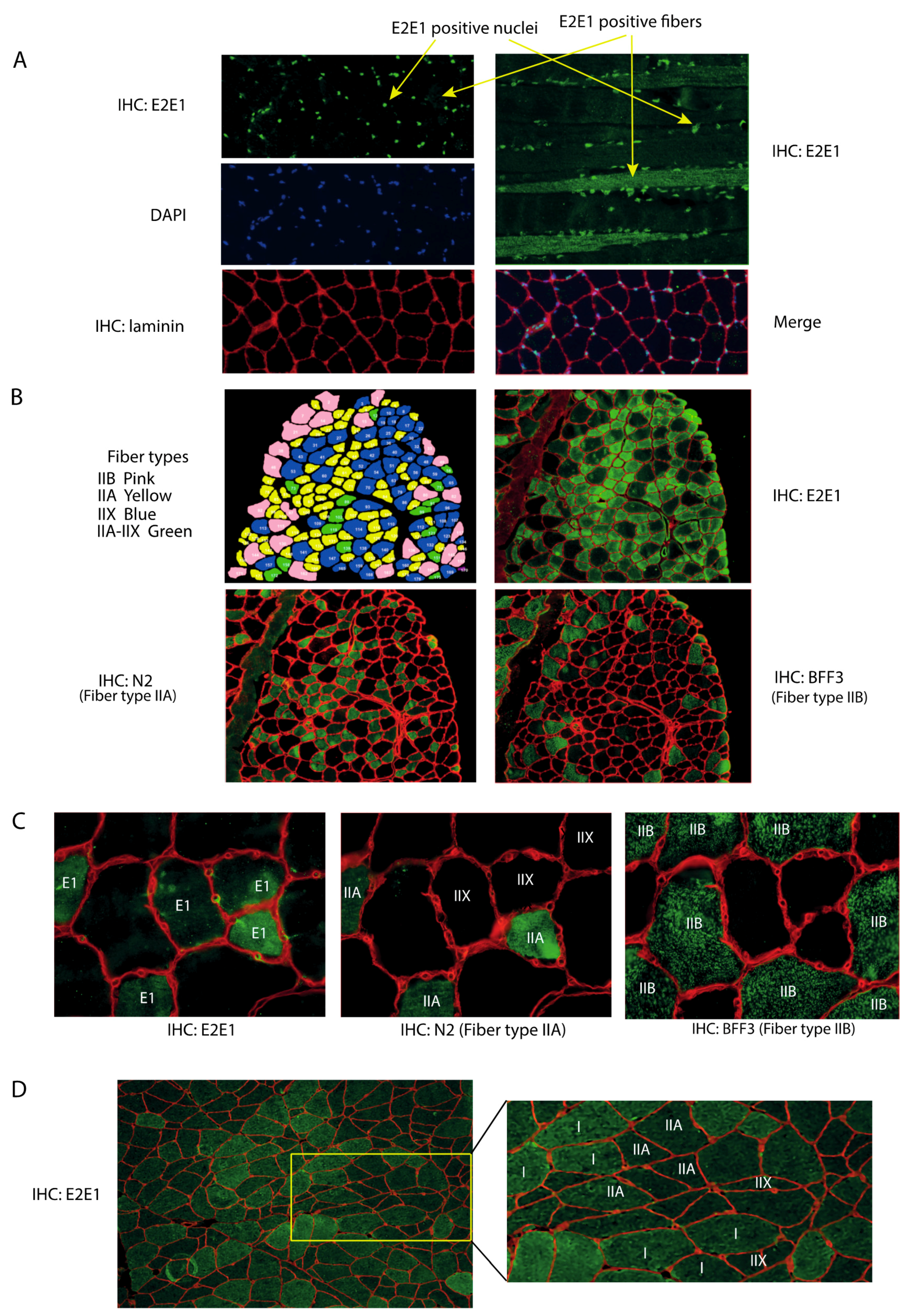 Cells 07 00214 g001 Cells 07 00214 g001