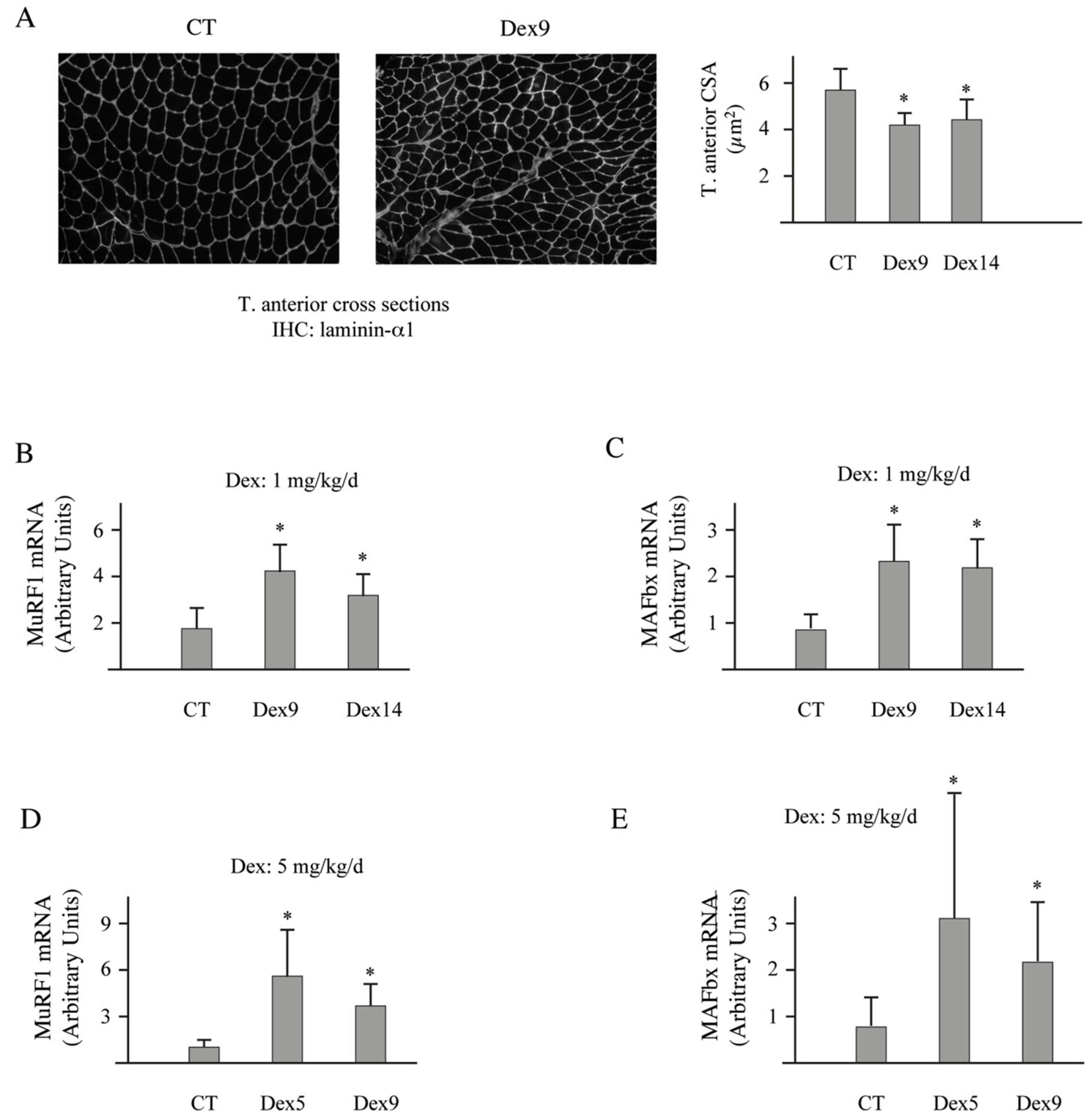 Cells 07 00214 g006 Cells 07 00214 g006