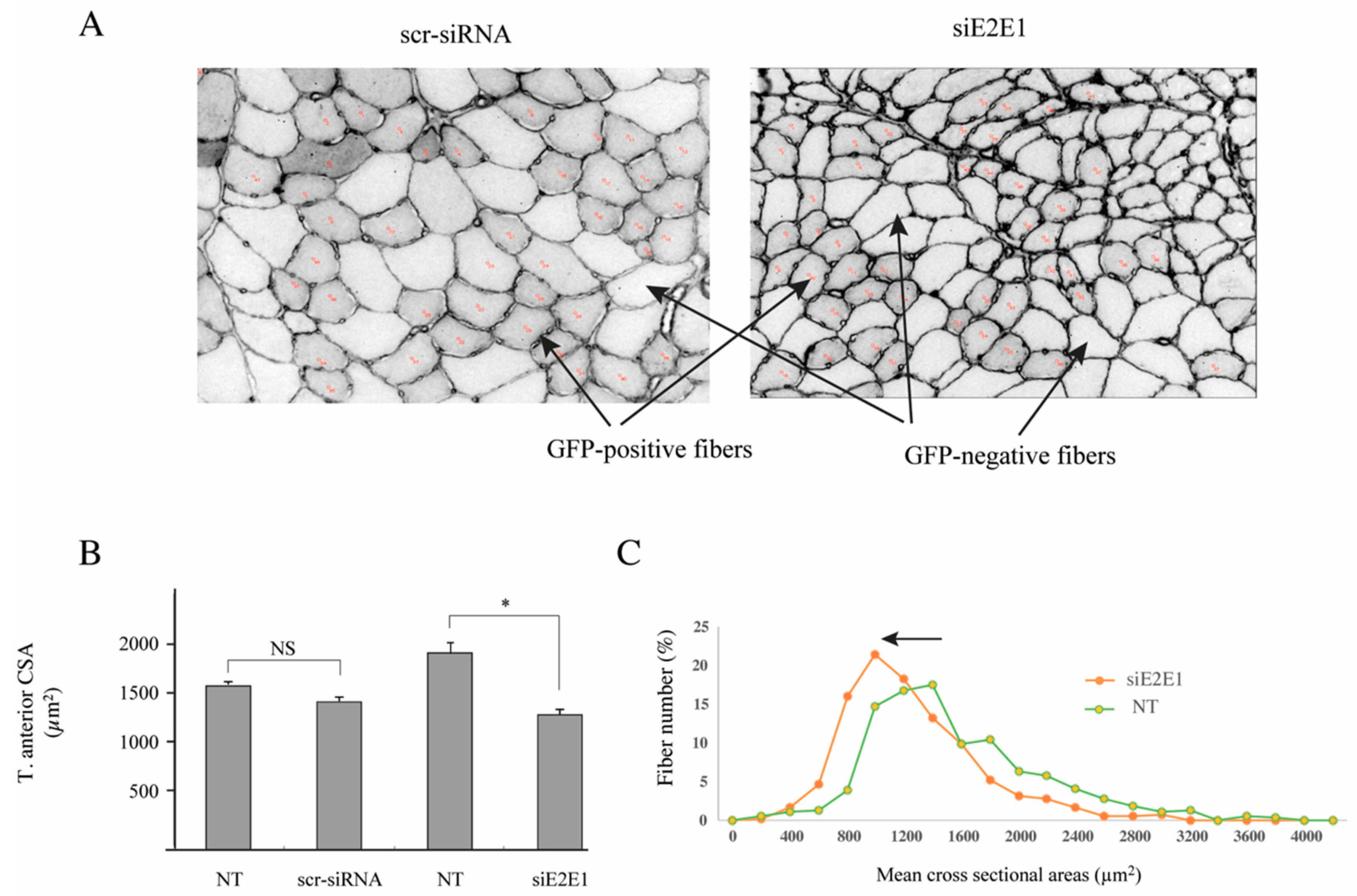 Cells 07 00214 g007 Cells 07 00214 g007