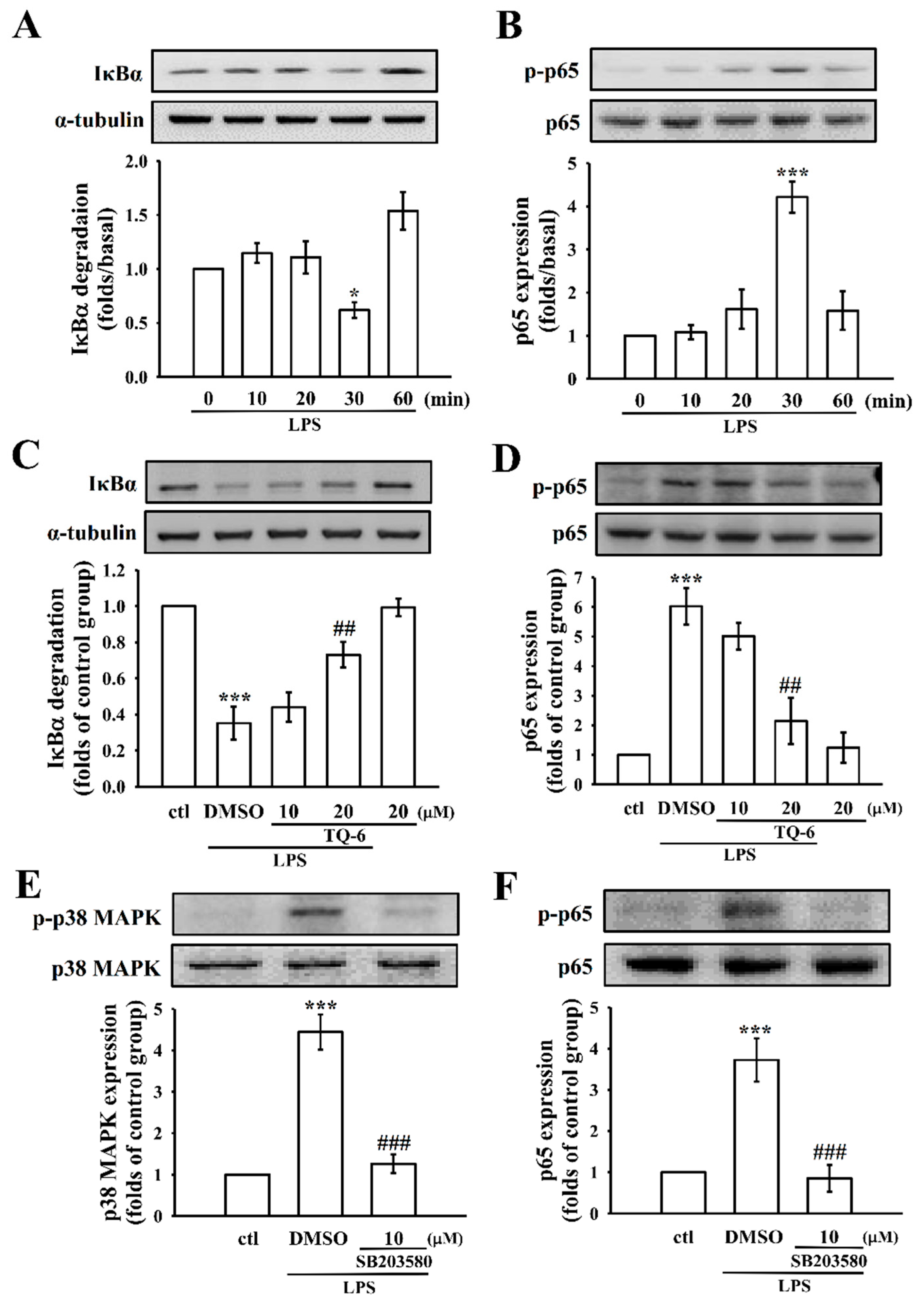 Cells 07 00217 g004 Cells 07 00217 g004
