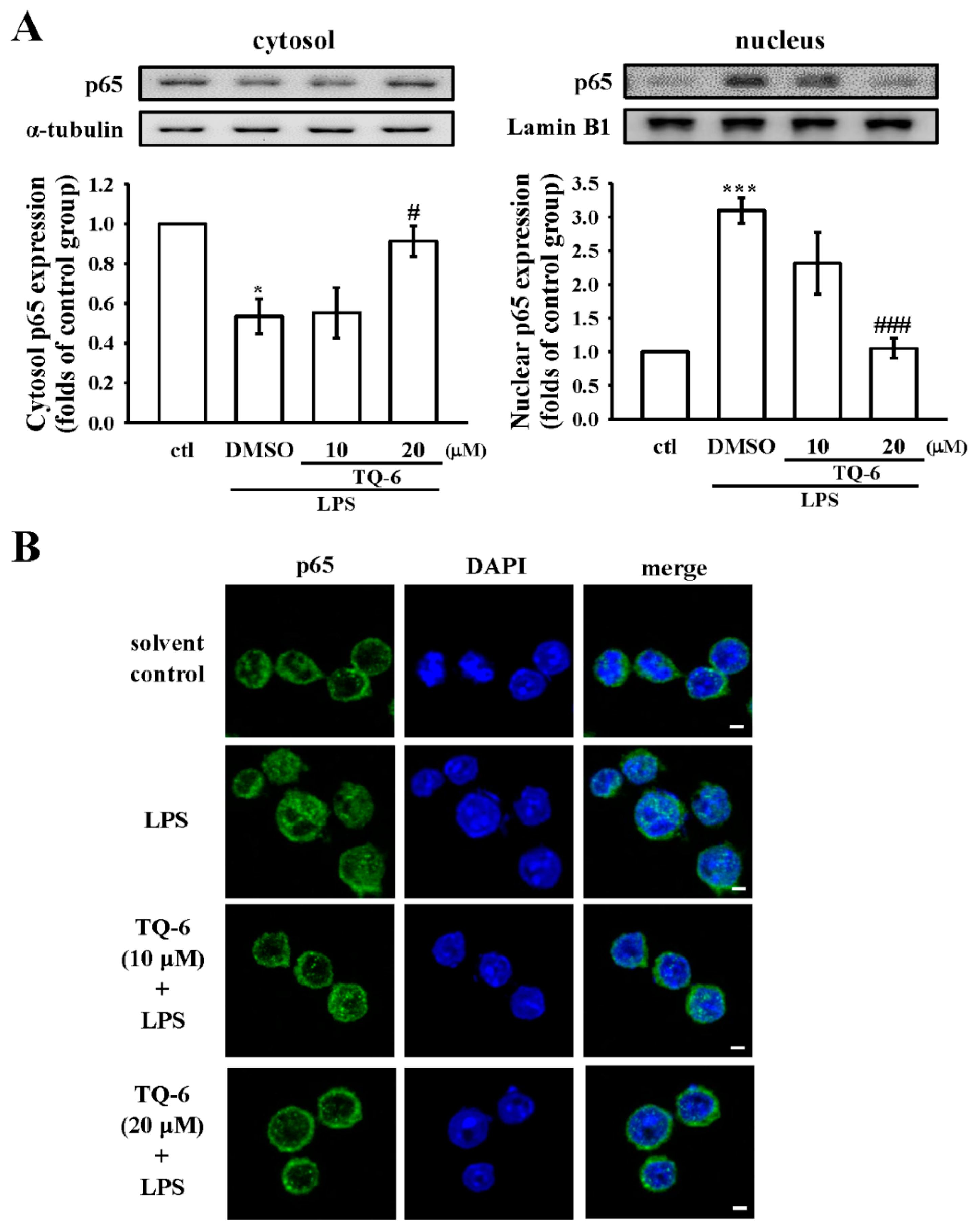 Cells 07 00217 g005 Cells 07 00217 g005