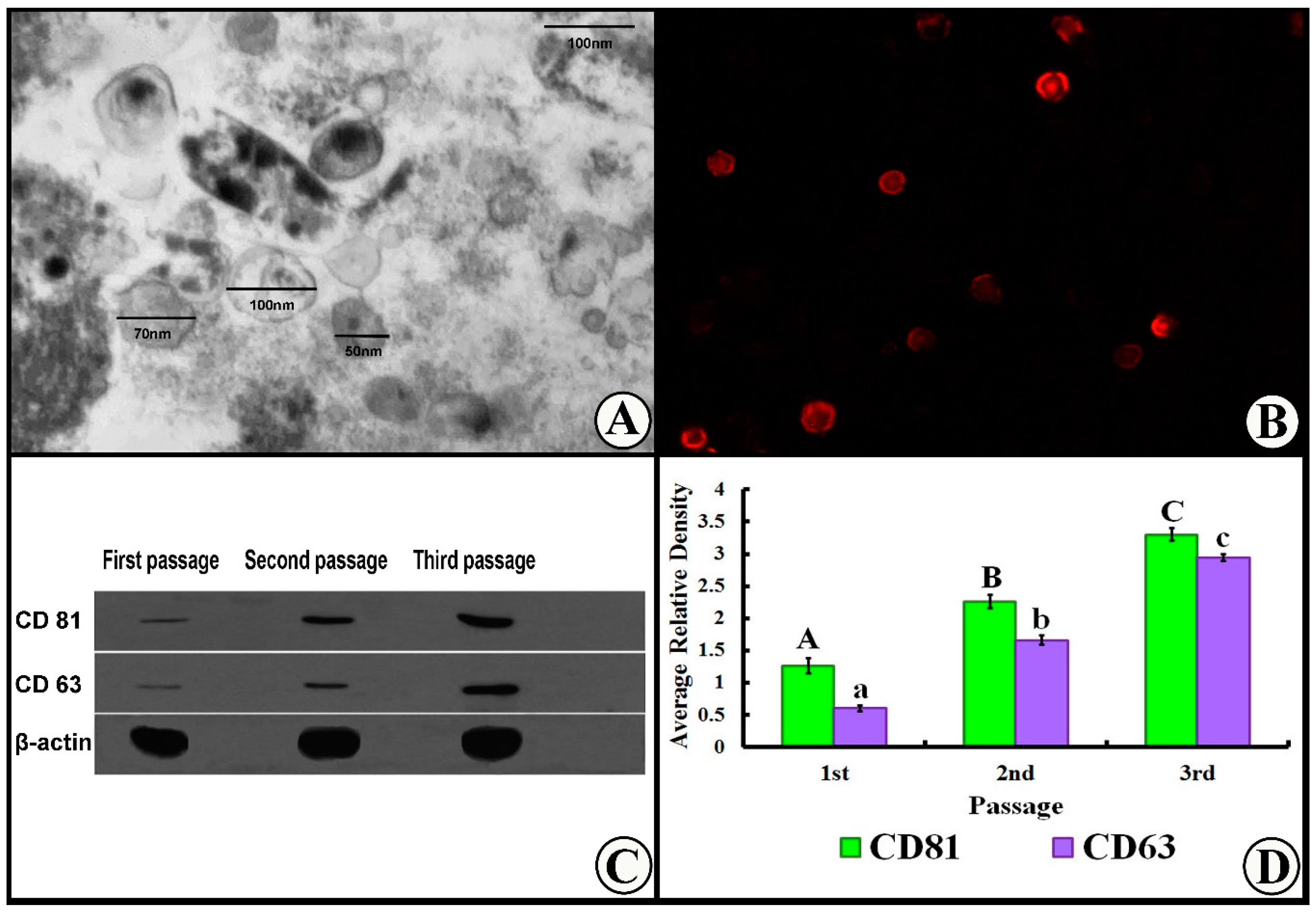 Cells 07 00226 g002 Cells 07 00226 g002