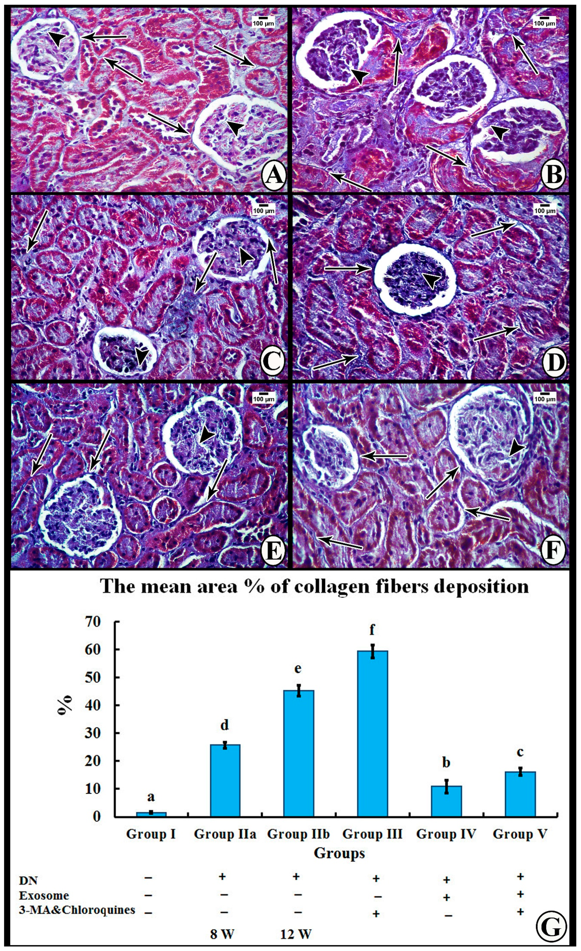 Cells 07 00226 g005 Cells 07 00226 g005