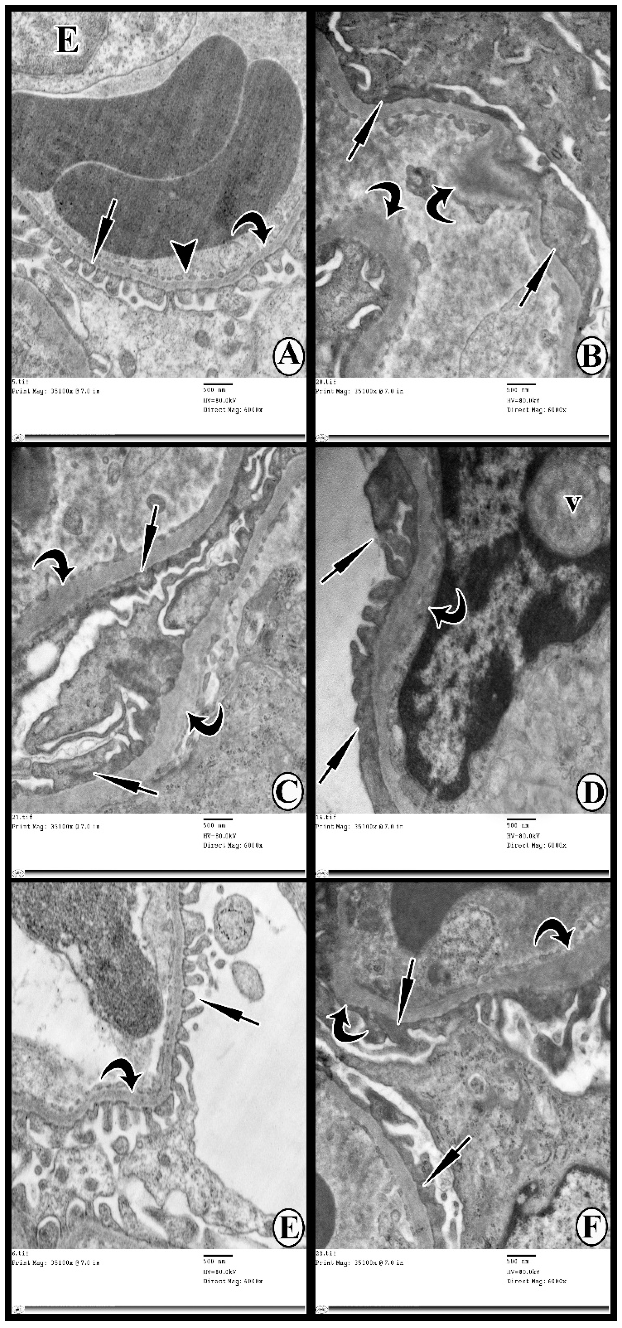 Cells 07 00226 g007 Cells 07 00226 g007
