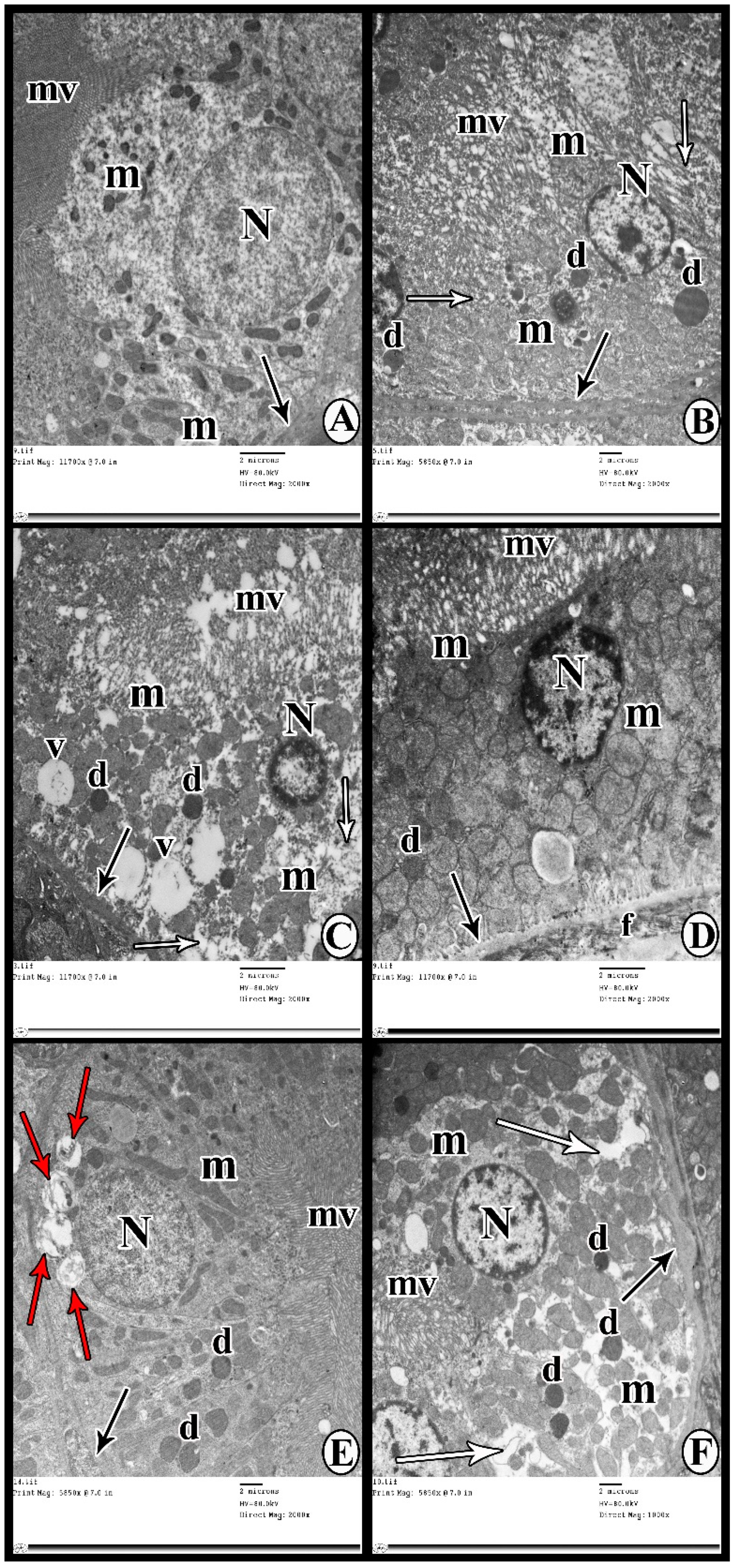 Cells 07 00226 g008 Cells 07 00226 g008