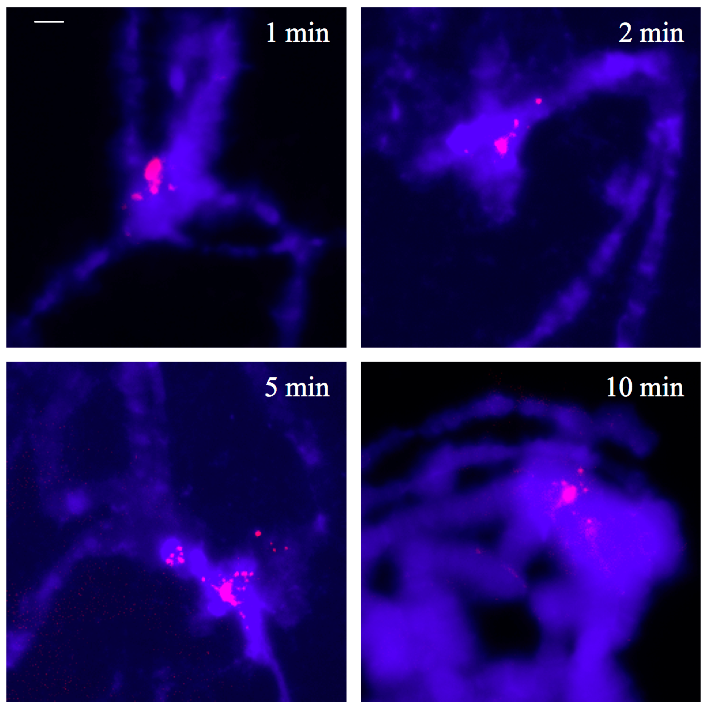 Cells 07 00227 g002 Cells 07 00227 g002