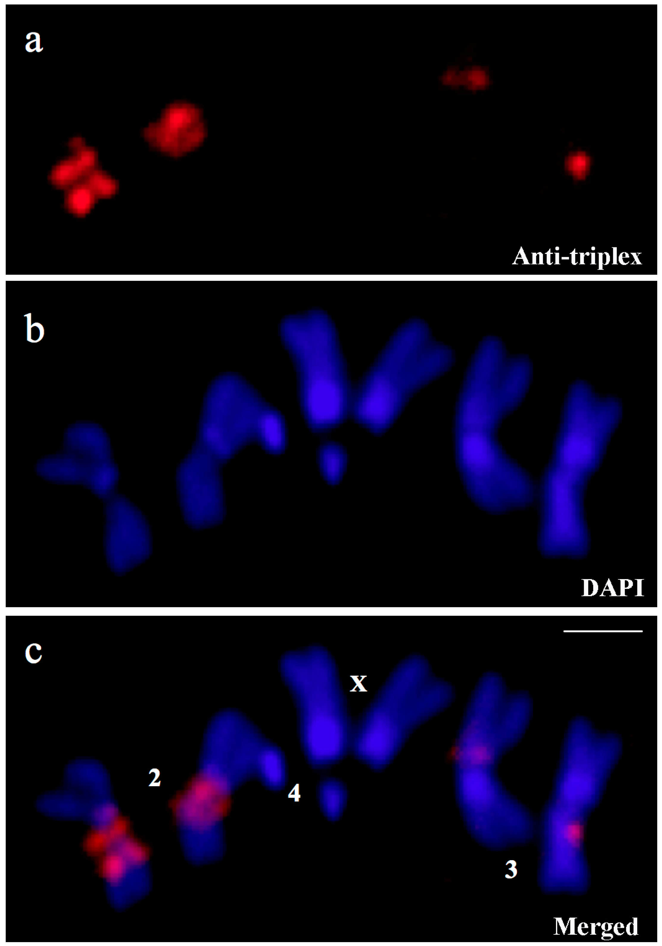 Cells 07 00227 g003 Cells 07 00227 g003