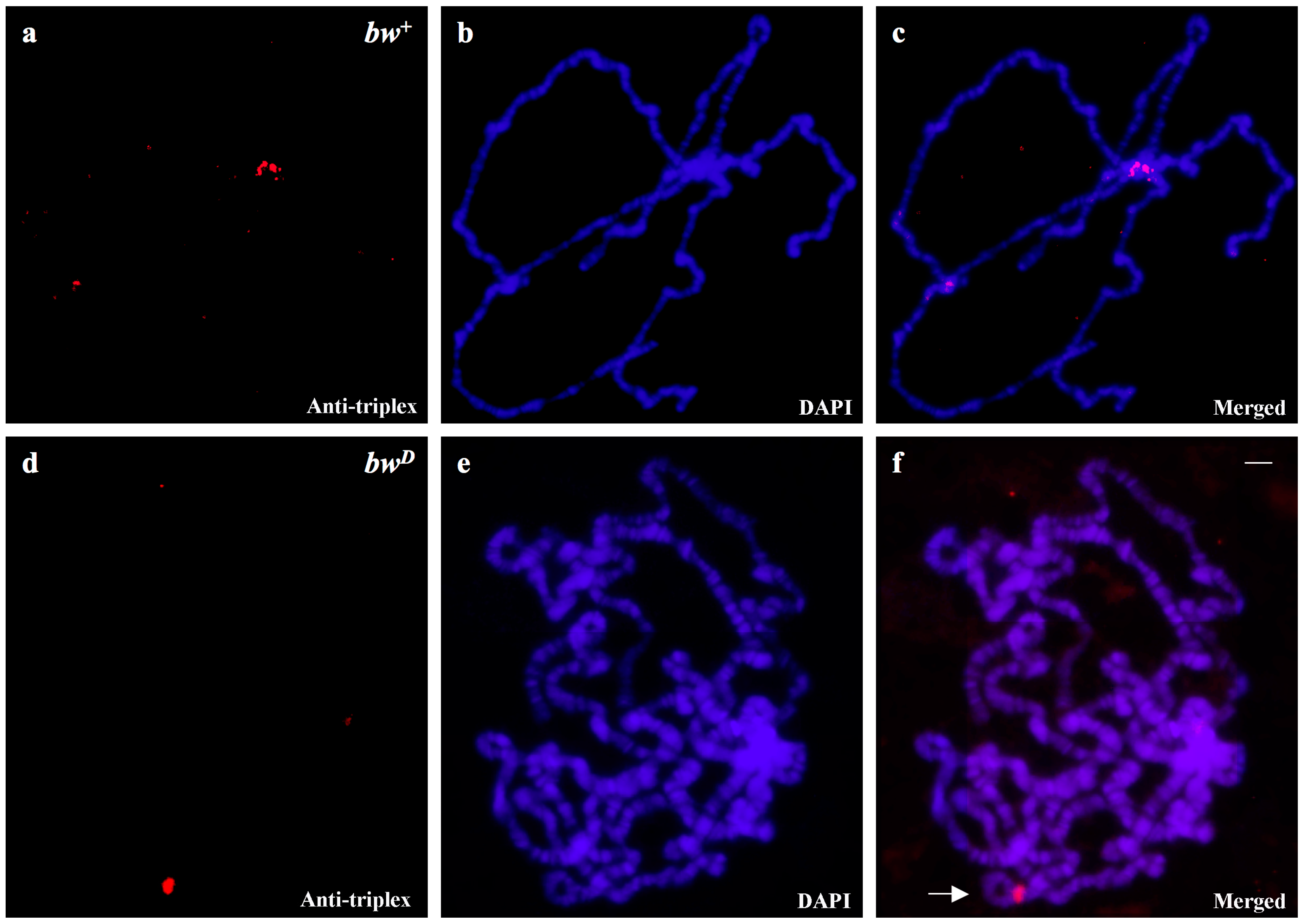 Cells 07 00227 g004 Cells 07 00227 g004