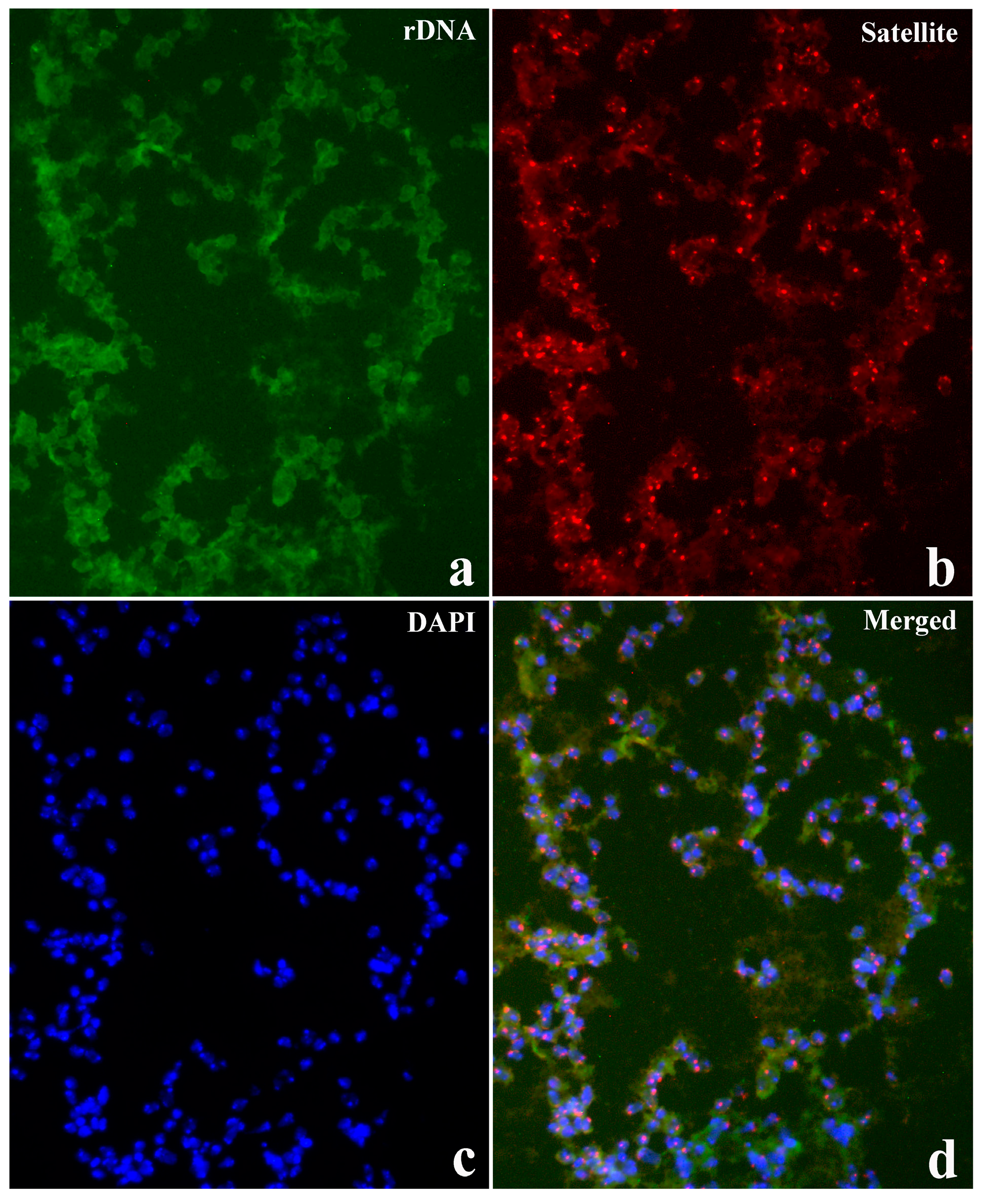 Cells 07 00227 g008 Cells 07 00227 g008