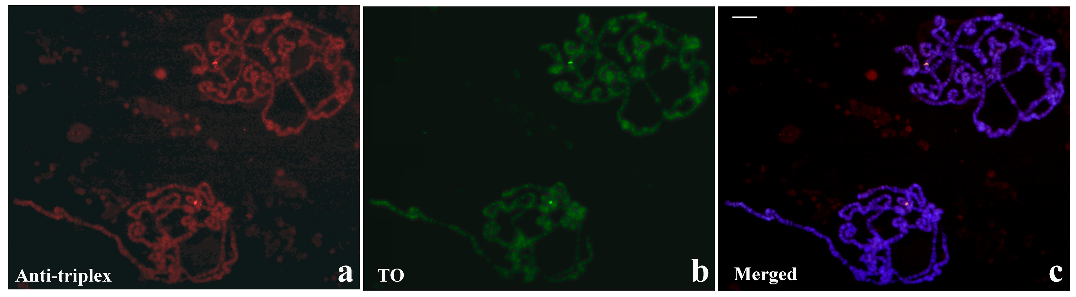 Cells 07 00227 g010 Cells 07 00227 g010
