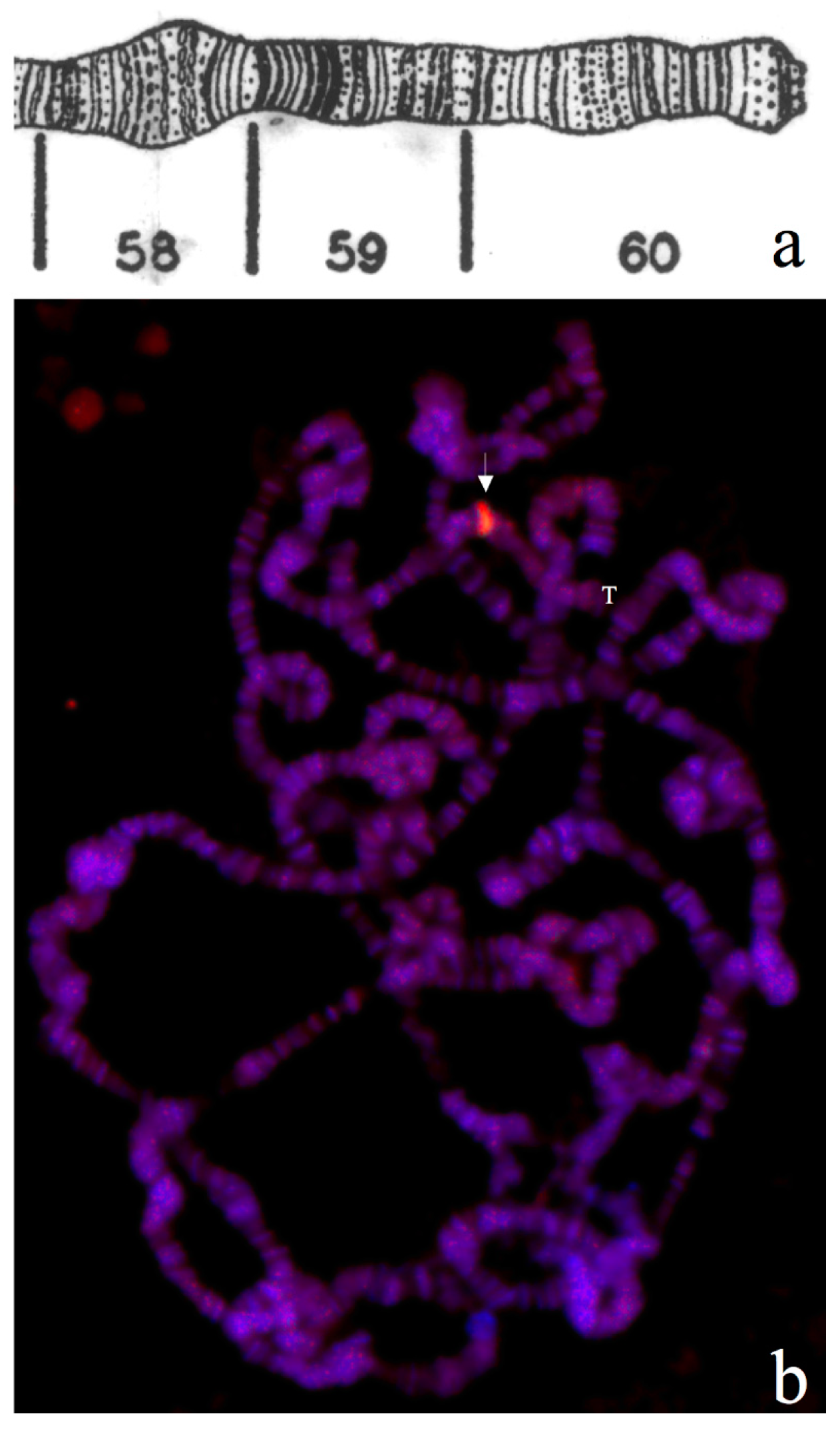 Cells 07 00227 g011 Cells 07 00227 g011