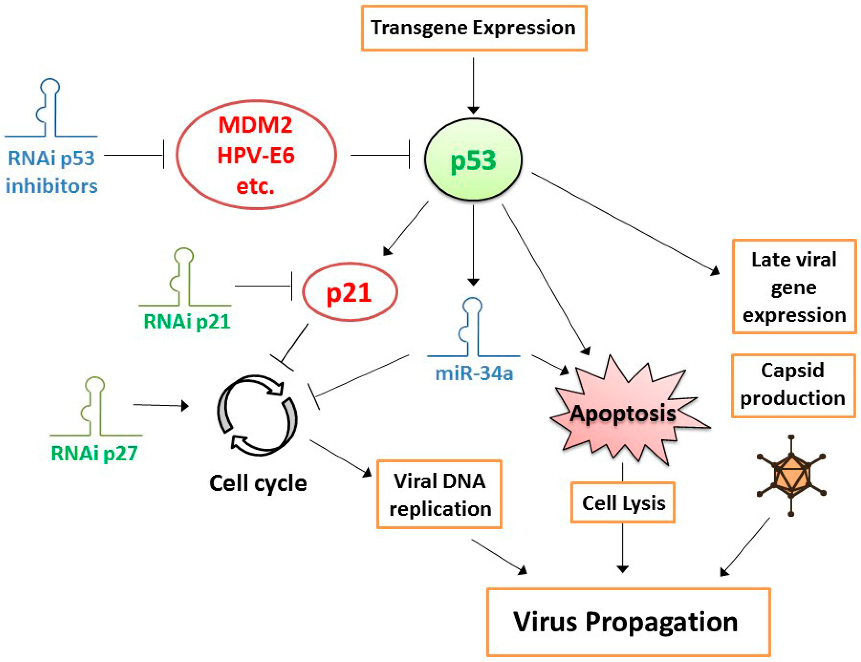 Cells 07 00228 g001 Cells 07 00228 g001