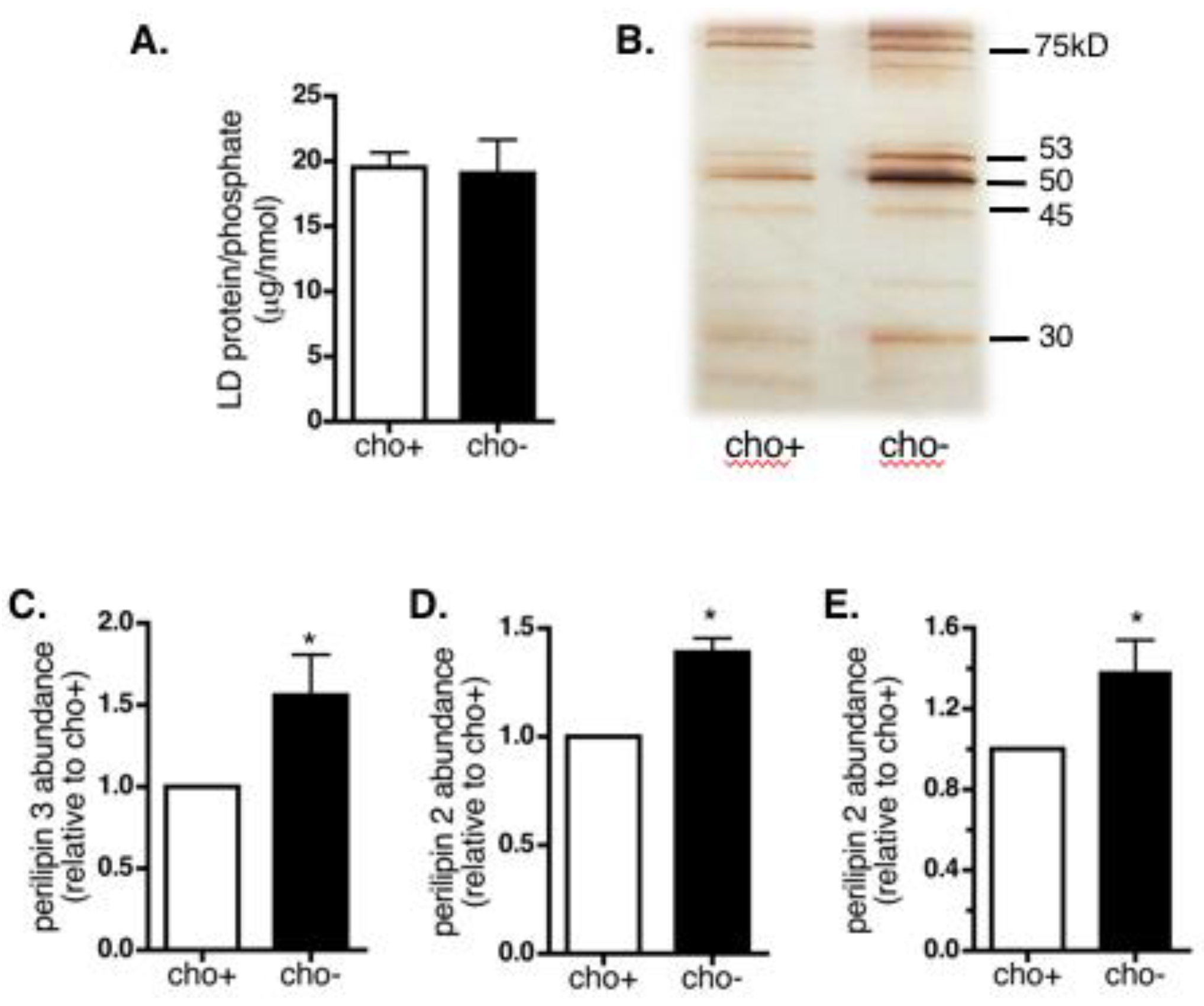 Cells 07 00230 g007 Cells 07 00230 g007
