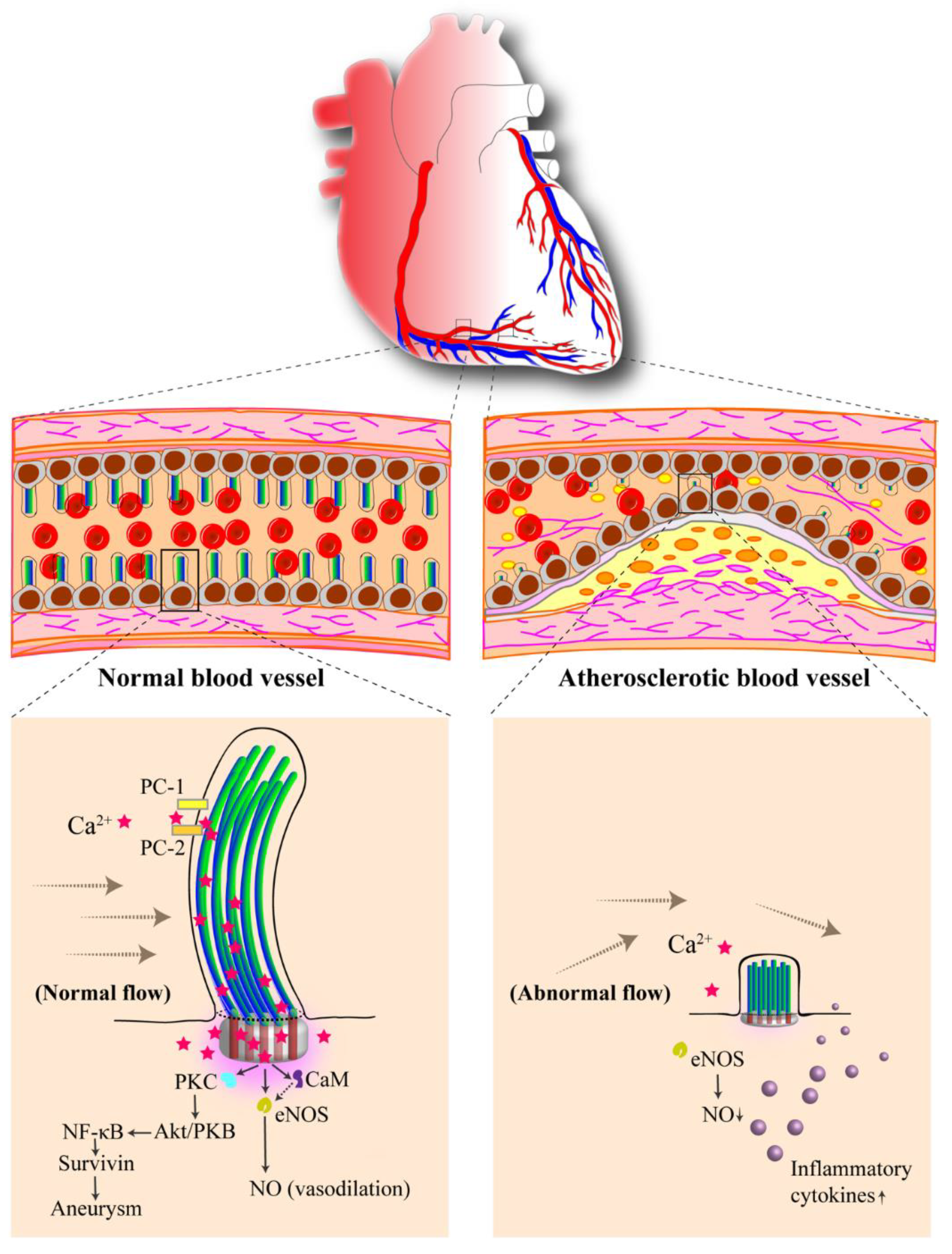 Cells 07 00233 g002 Cells 07 00233 g002