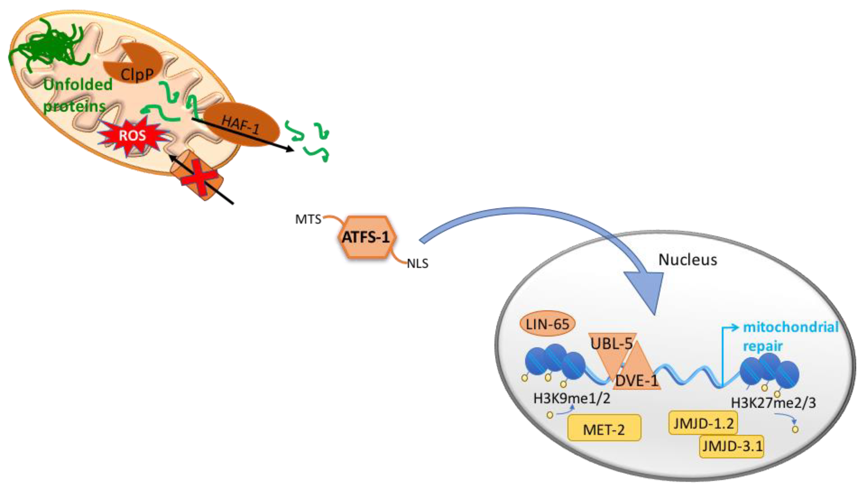 Cells 07 00238 g001 Cells 07 00238 g001