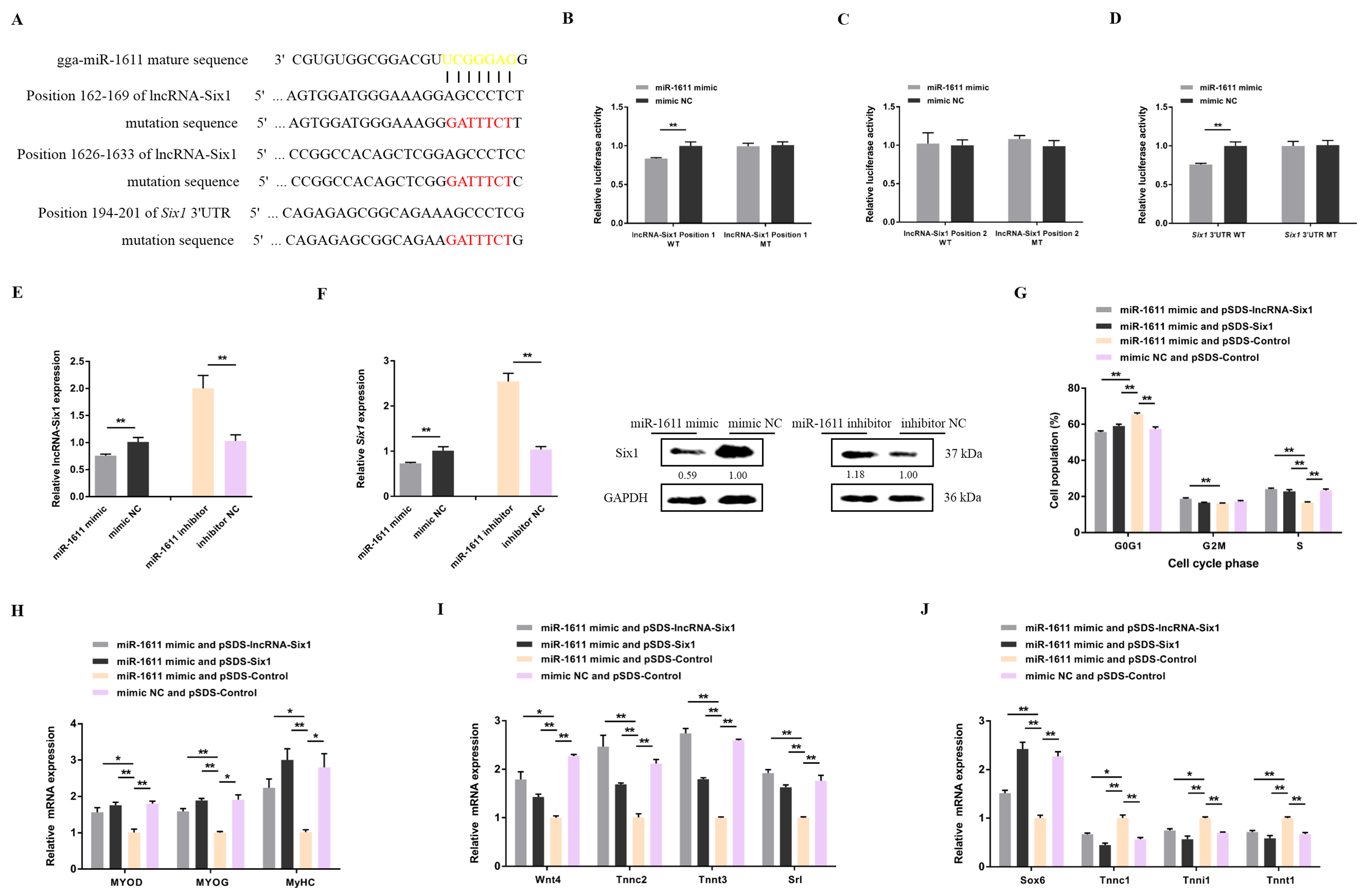 Cells 07 00243 g003 Cells 07 00243 g003