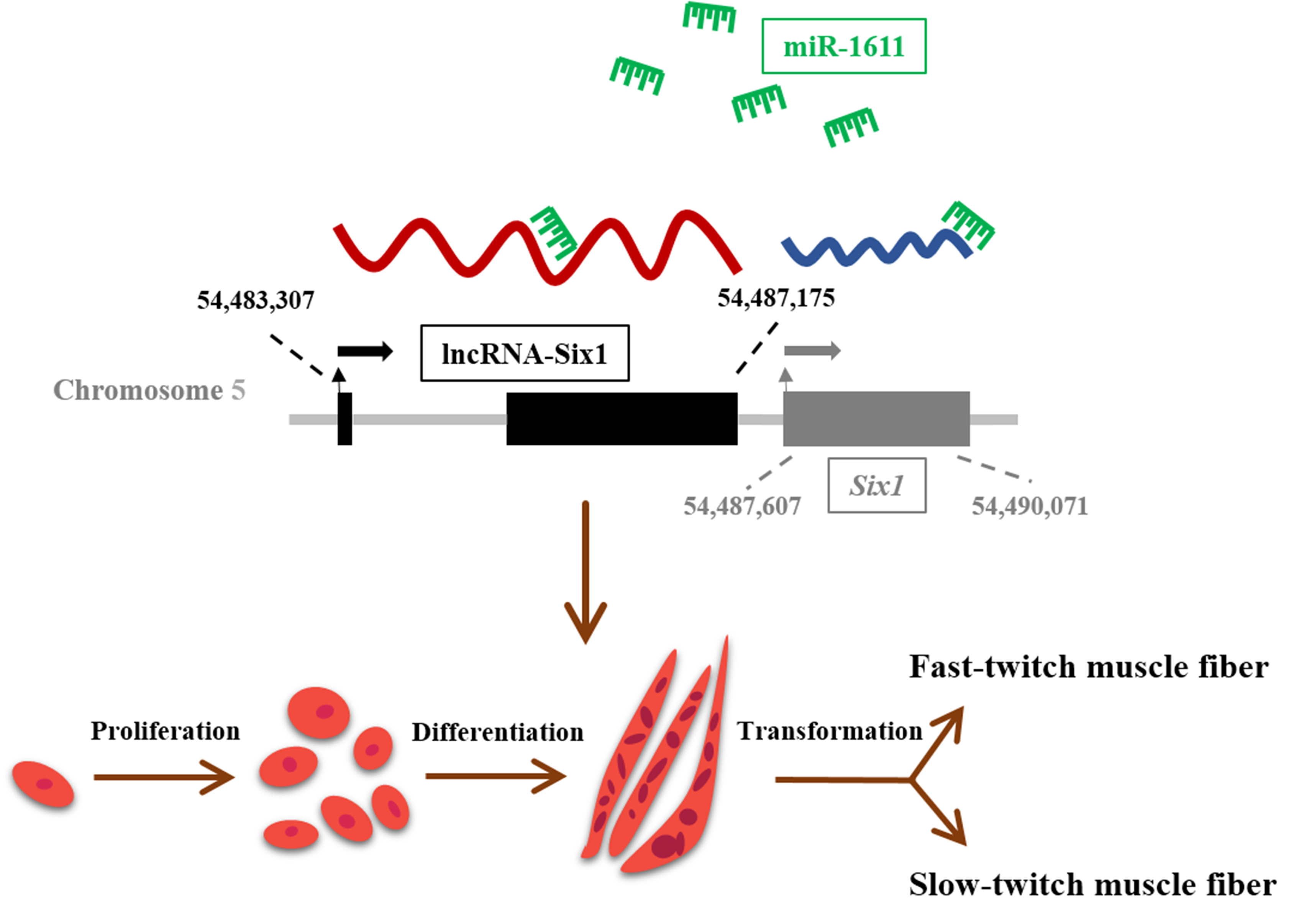 Cells 07 00243 g008 Cells 07 00243 g008